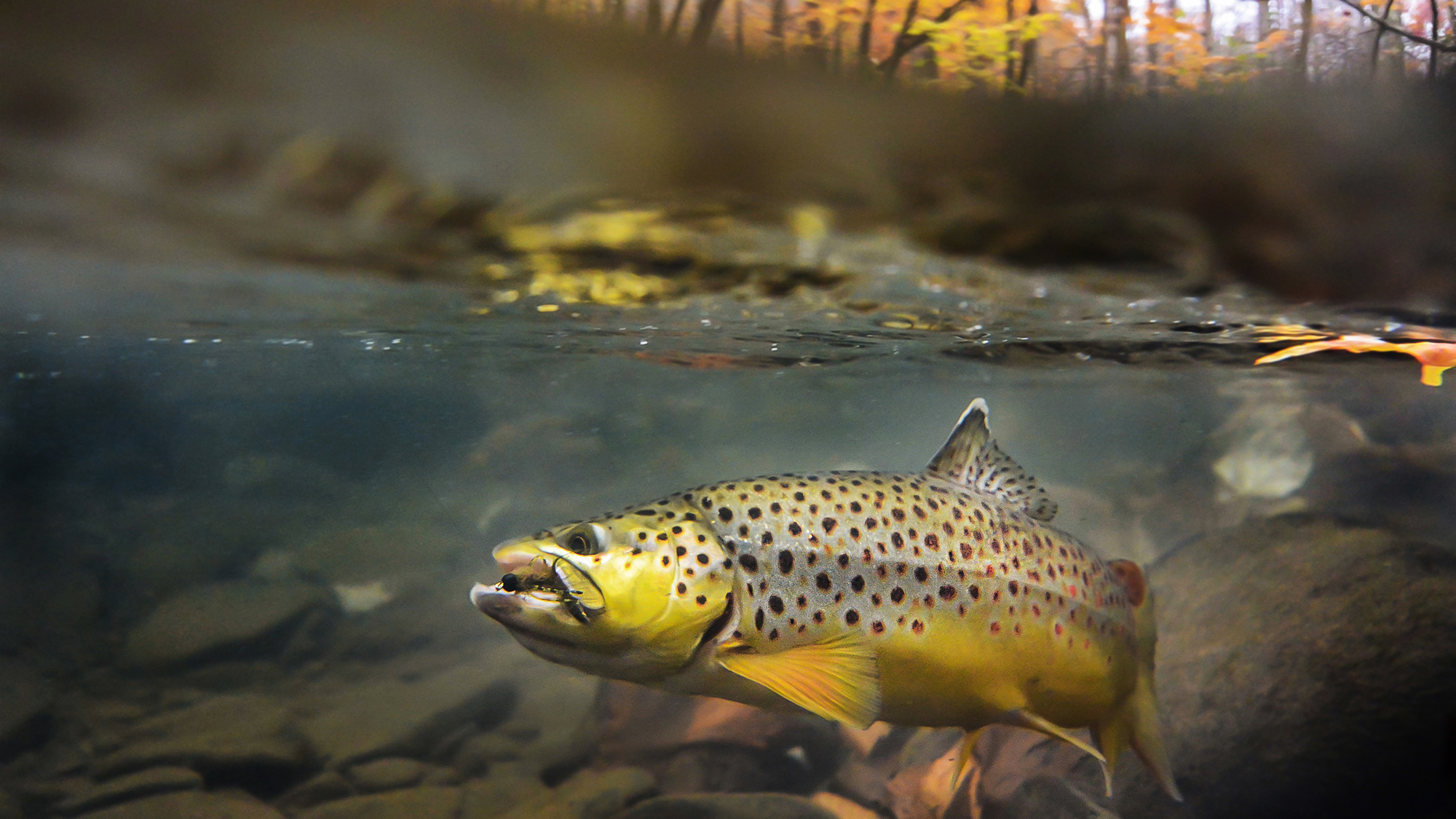 Winter fly fishing wallpaper for iphone - sizzurp and weed tumblr