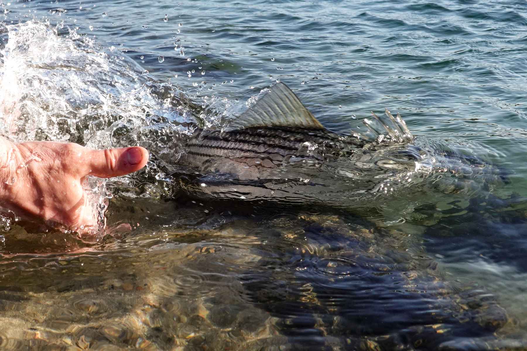 One year. One rod. One reel. One fly. Hatch Magazine Fly Fishing, etc.