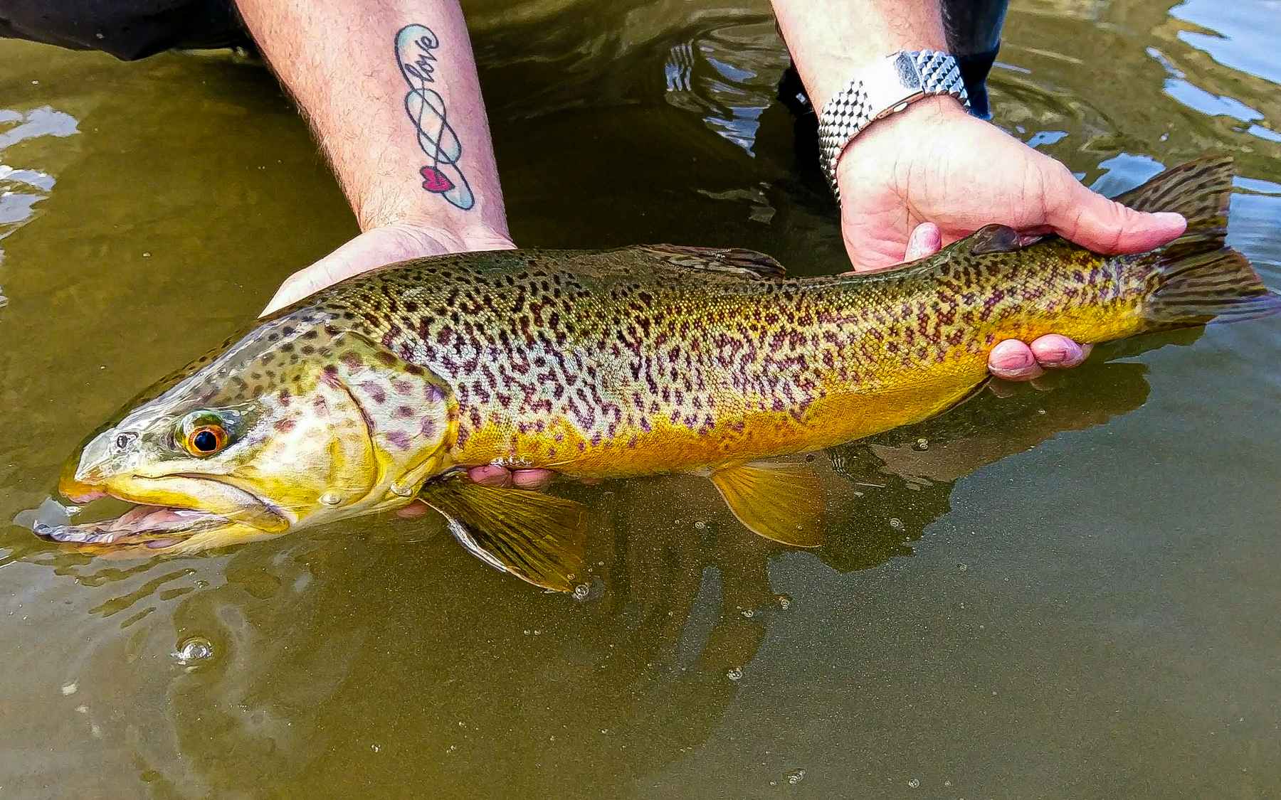 Chasing Trophy Brook Trout - Montana 