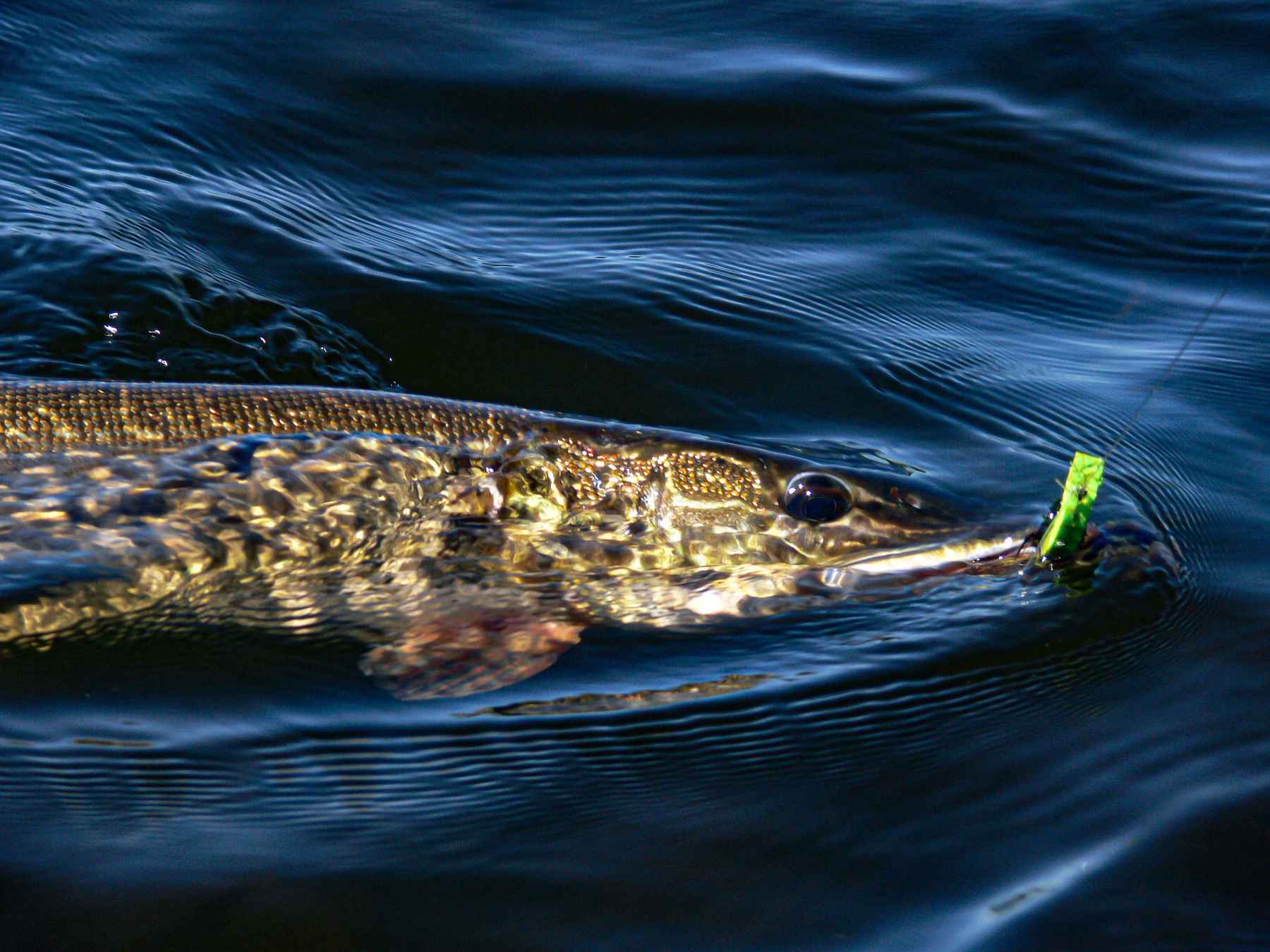 In defense of pike  Hatch Magazine - Fly Fishing, etc.
