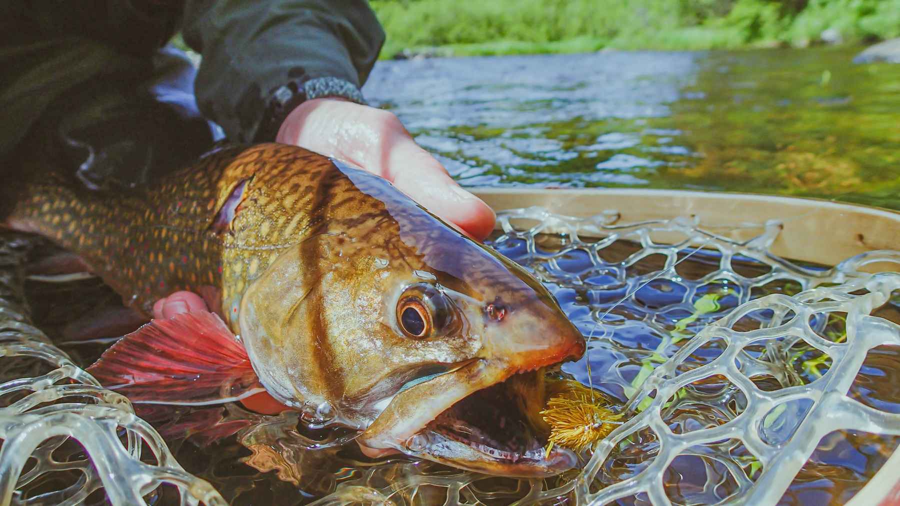 How to catch the biggest brook trout of your life, again