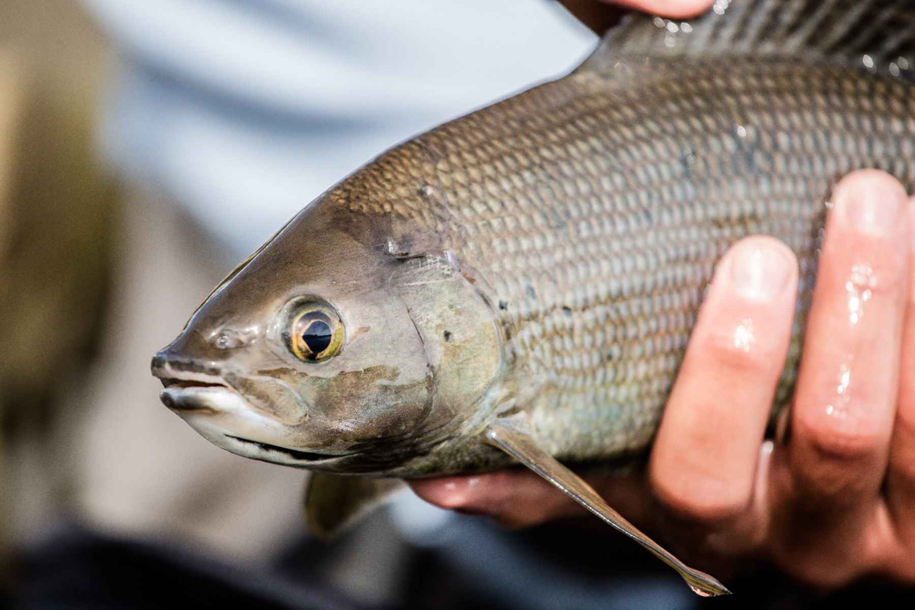 Cooperation from Ranchers is Helping Montana's Last Native Grayling Survive