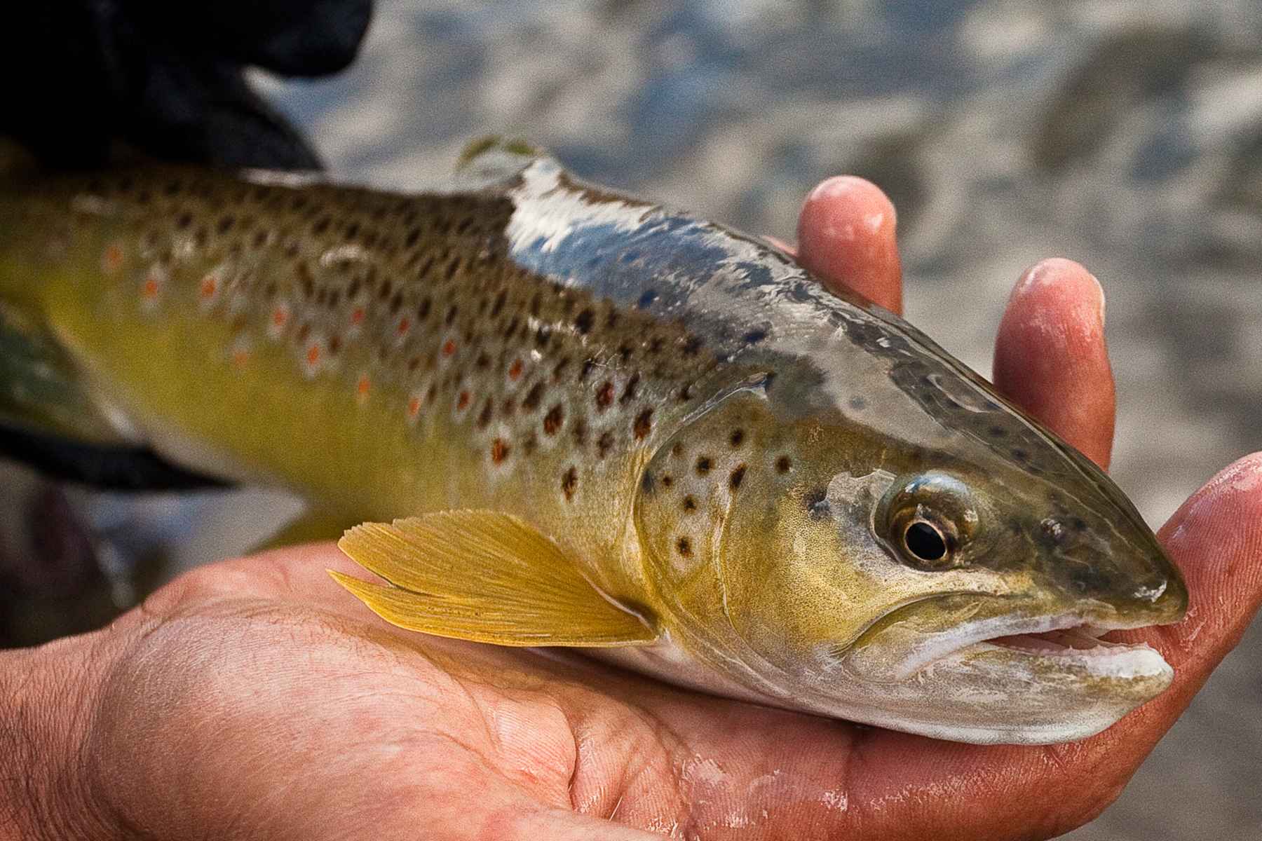 3 Good Reads on Chasing Autumn Brown Trout