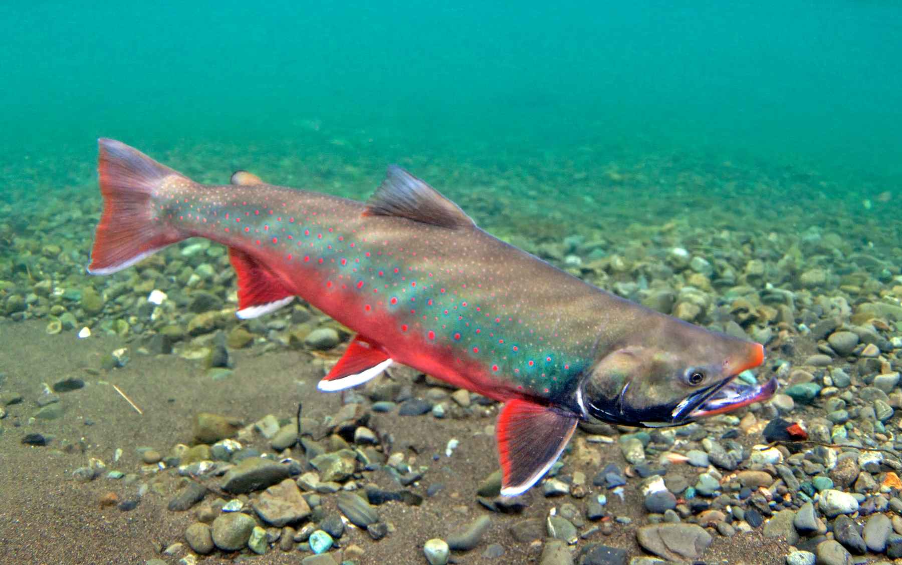 Help capture what's at stake in the Arctic National Wildlife Refuge | Hatch Magazine - Fly