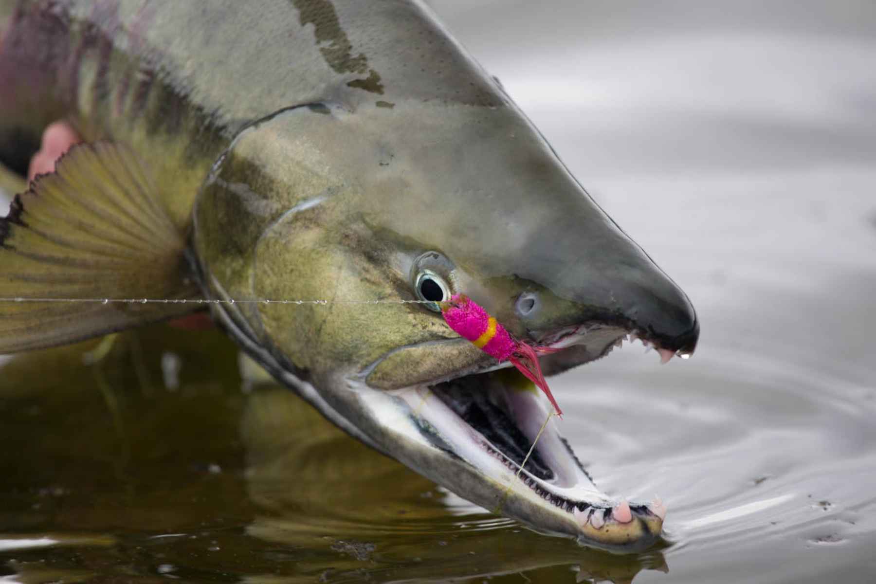 Salmon on Poppers  Hatch Magazine - Fly Fishing, etc.