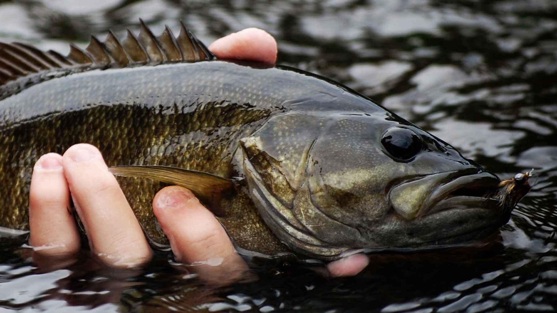 Video Pro Tips: Use a Popper-Dropper Rig for Tough Bass - Orvis News