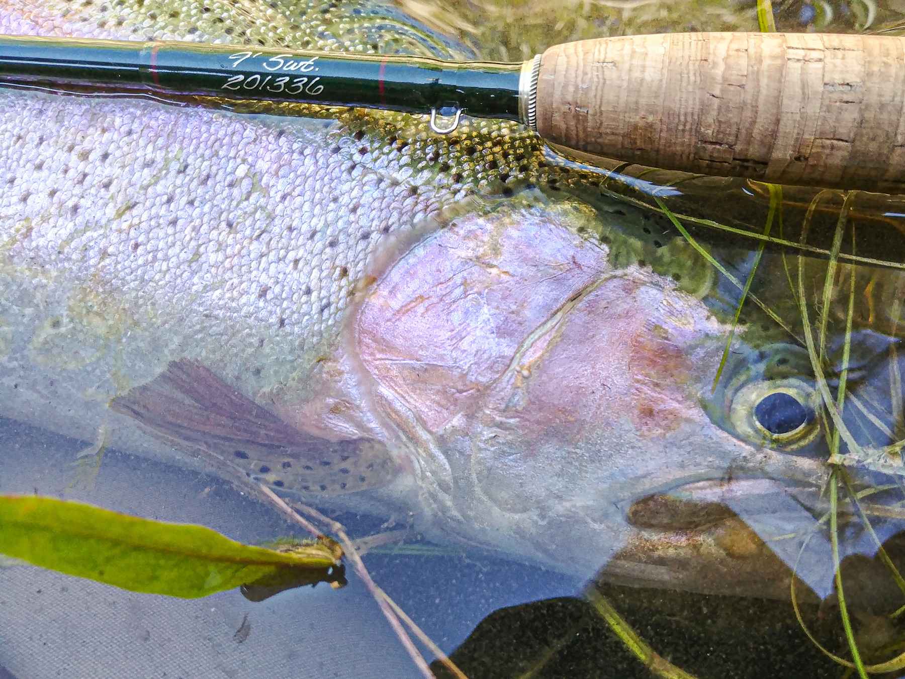 Review: Sage ACCEL Fly Rod  Hatch Magazine - Fly Fishing, etc.