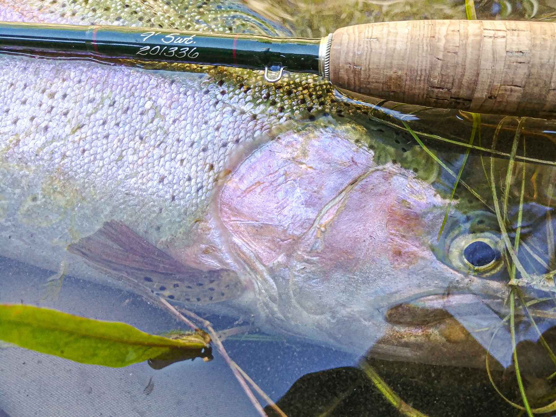 Vintage fly fishing equipment on top of large trout in riverbed