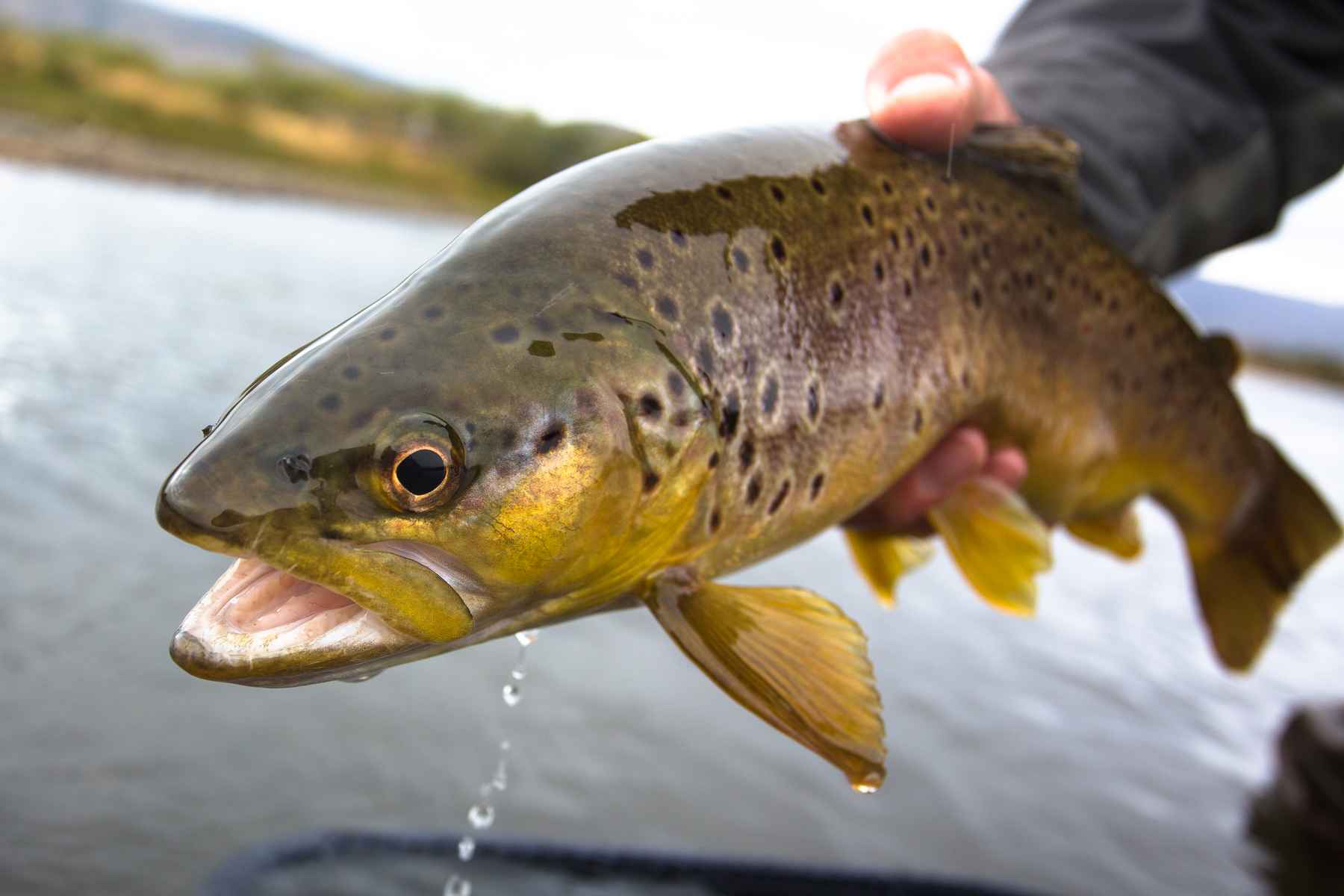 If You Have to Revive a Trout, It's Probably Too Late - Troutbitten
