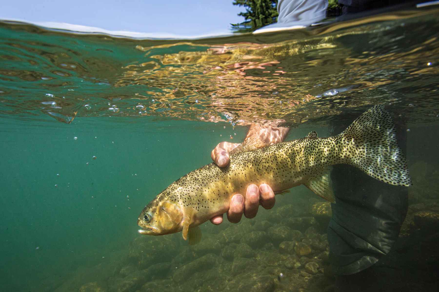Saving trout from climate change by giving them a new home