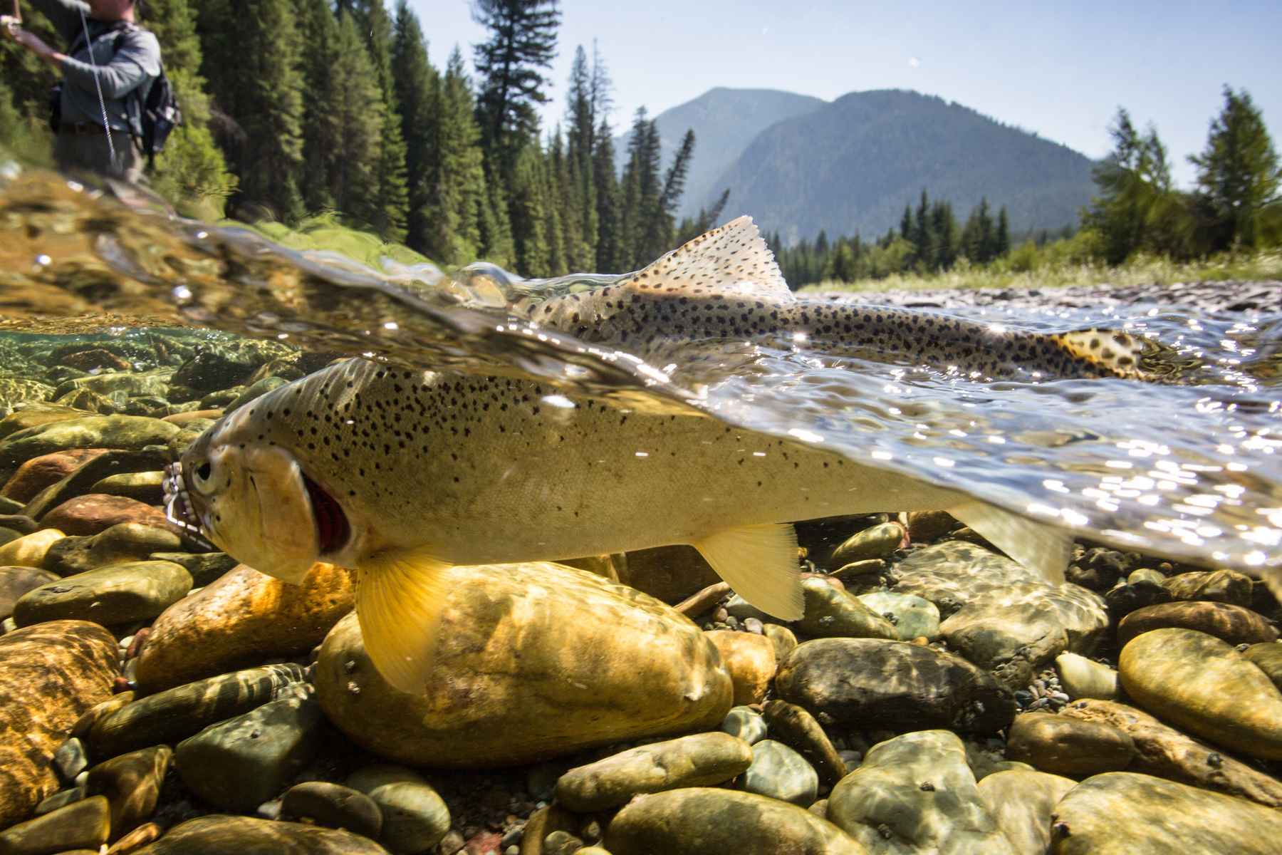 Targeting trophy trout in small water