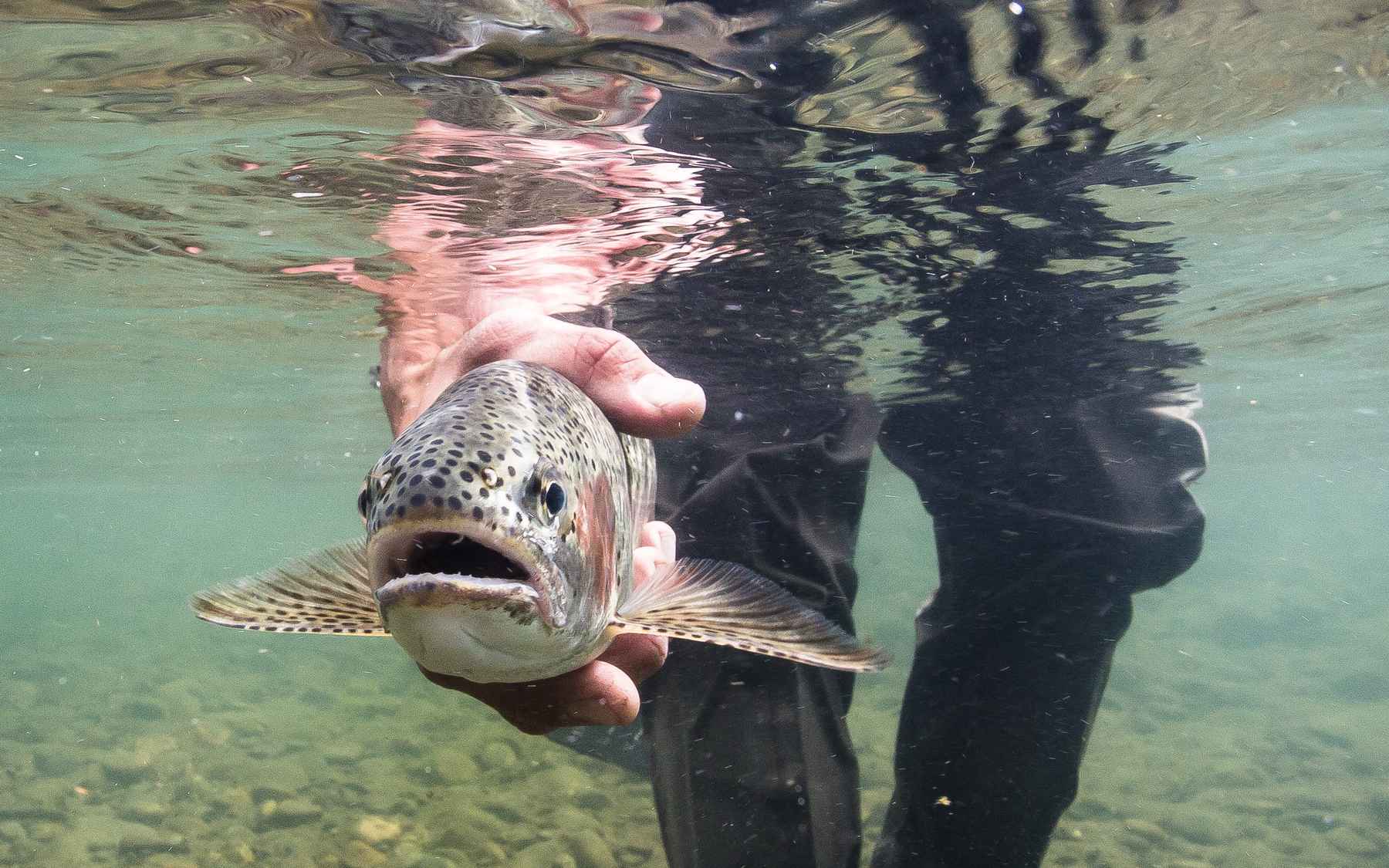 The dirty dozen: 12 proven nymphs to catch trout anywhere