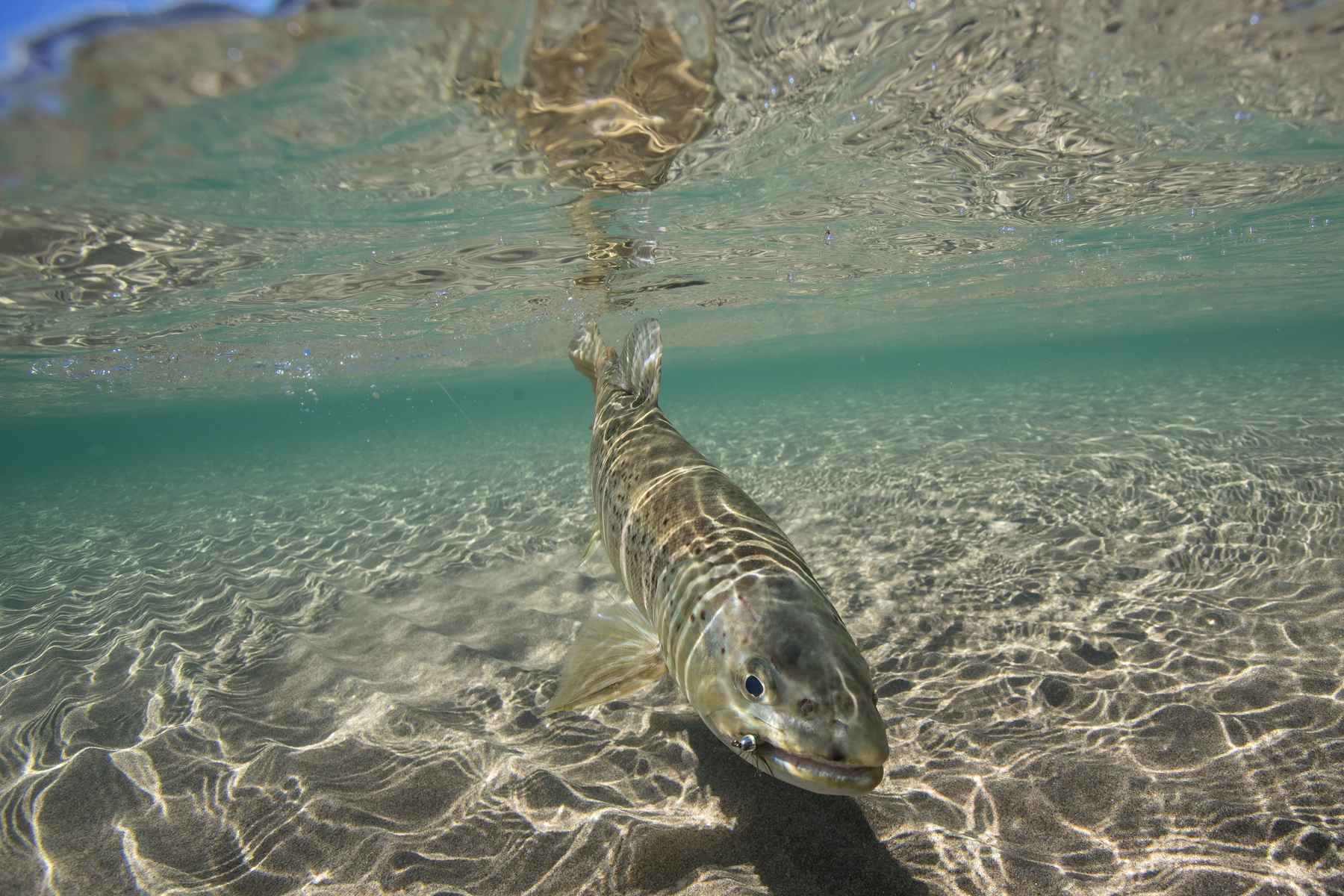 Flatlining in the Andes  Hatch Magazine - Fly Fishing, etc.