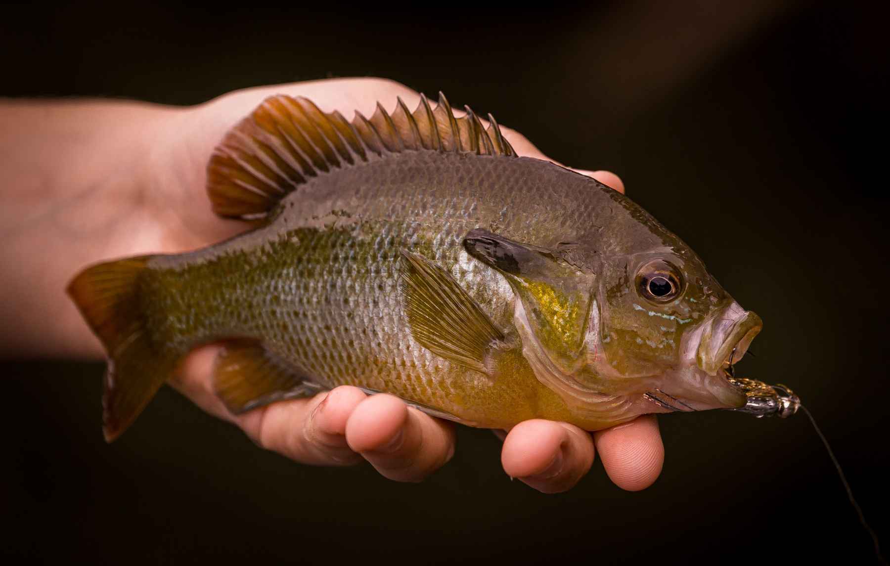 The joys of fly fishing for panfish