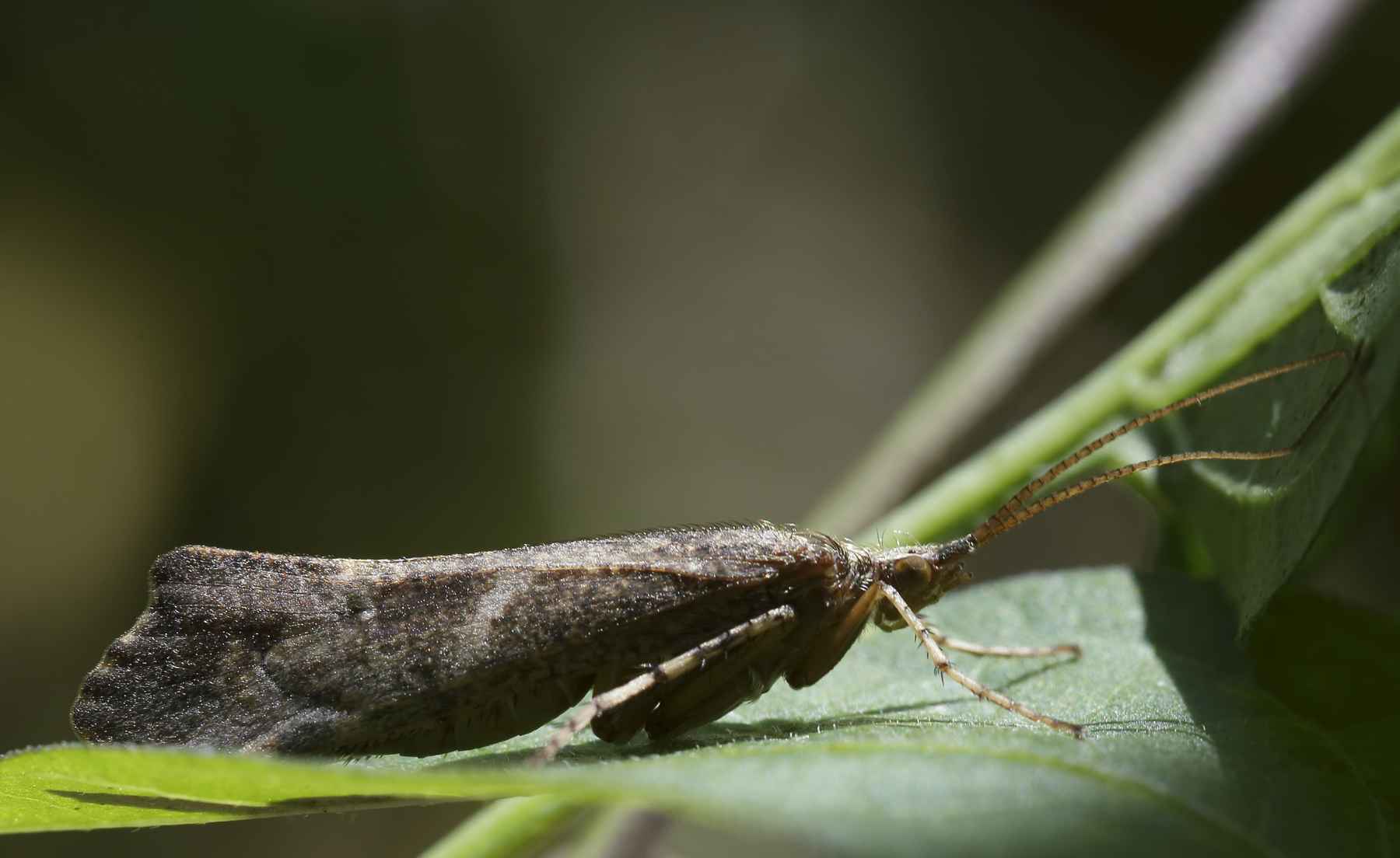 Caddisflies, mayflies and stoneflies amongst most threatened in worldwide  insect decline