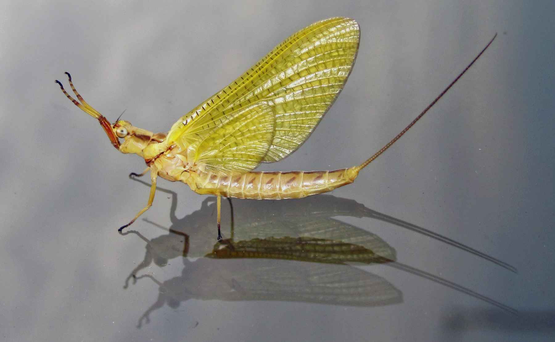 Iconic mayfly populations have declined by as much as 84 percent