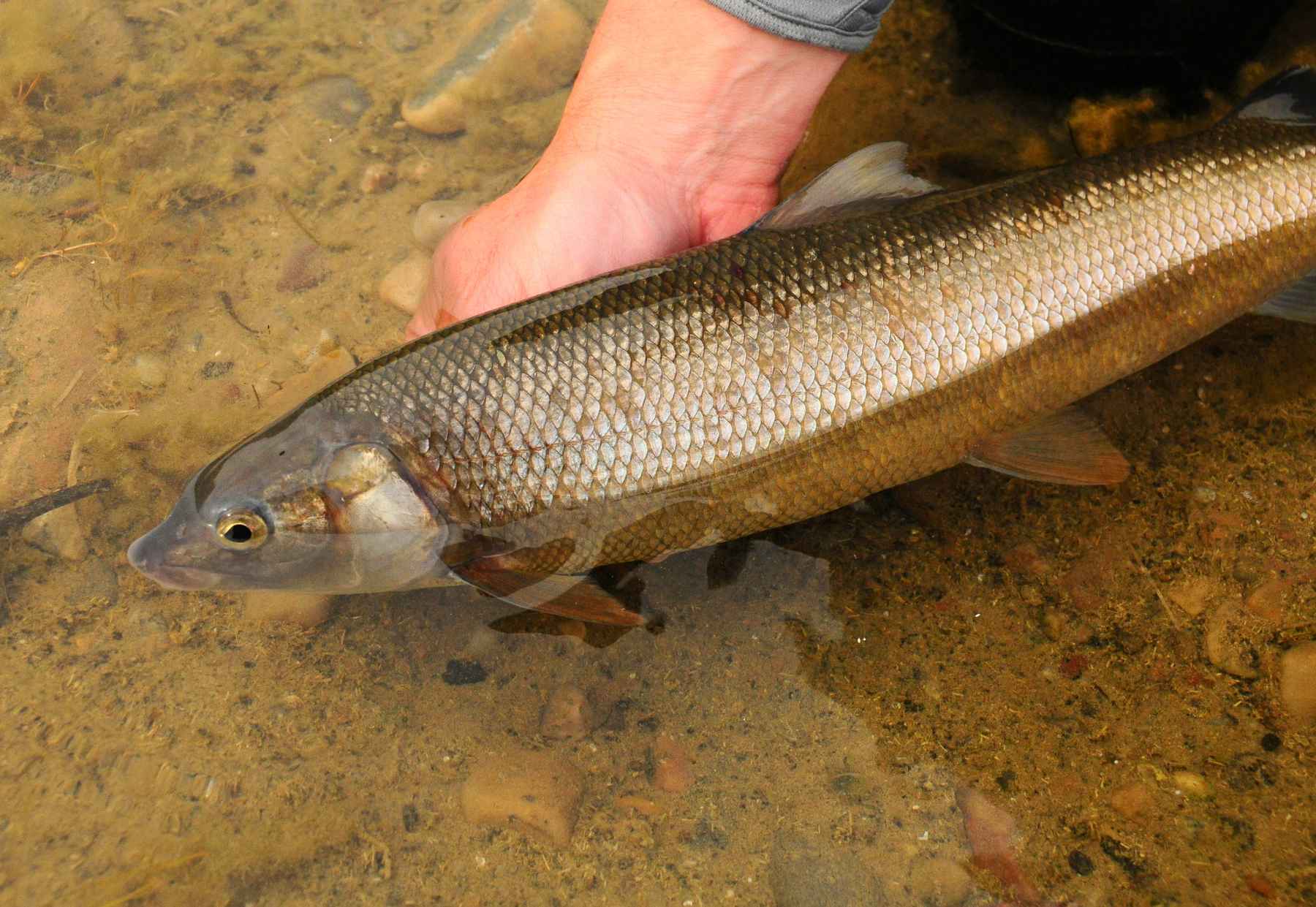 The most Idaho fish of them all  Hatch Magazine - Fly Fishing, etc.