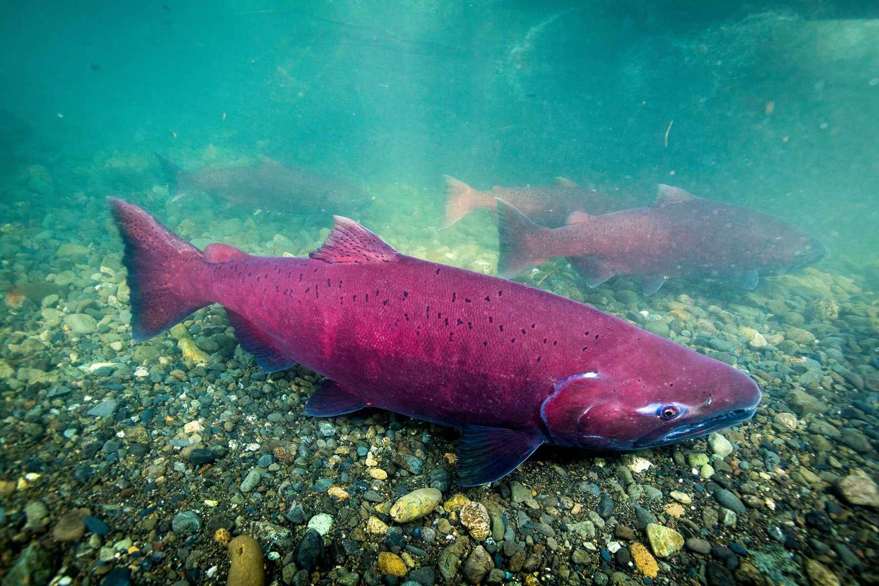 Conservation groups clash over how to save Alaskan king salmon