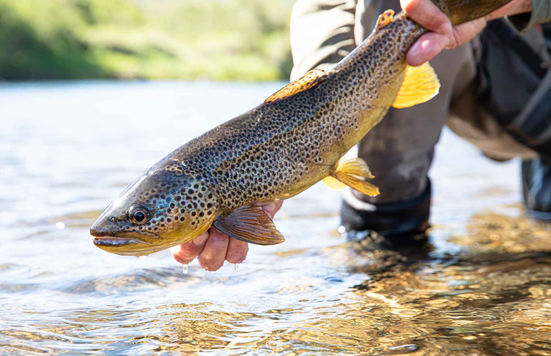 Float-tubes, fly rods, and other essays: Equipment, technique