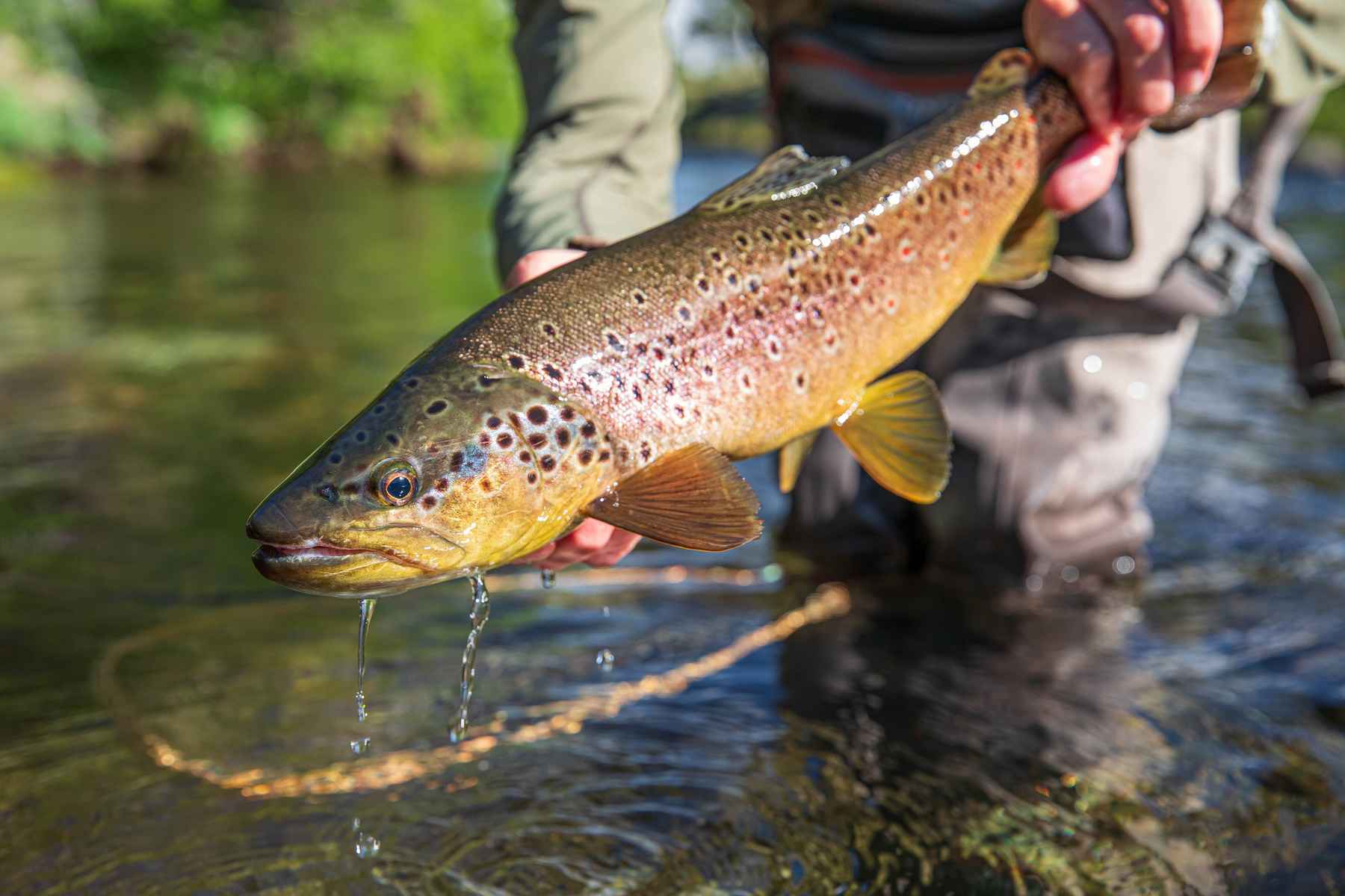 How to Remove a Fish Hook From Hand Like a Pro - Montana Hunting and  Fishing Information