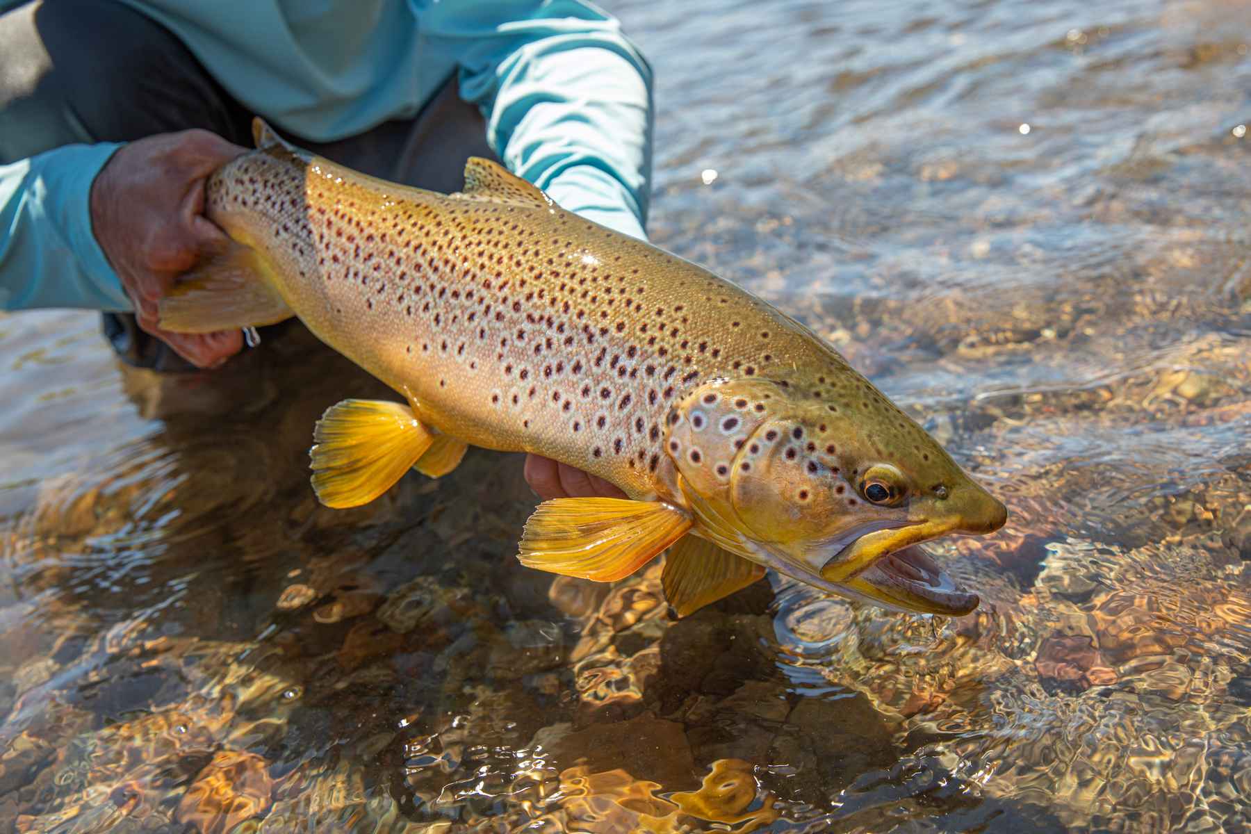 Fisherman Fly Fishing for Rainbow Trout Fish in a River Tote Bag