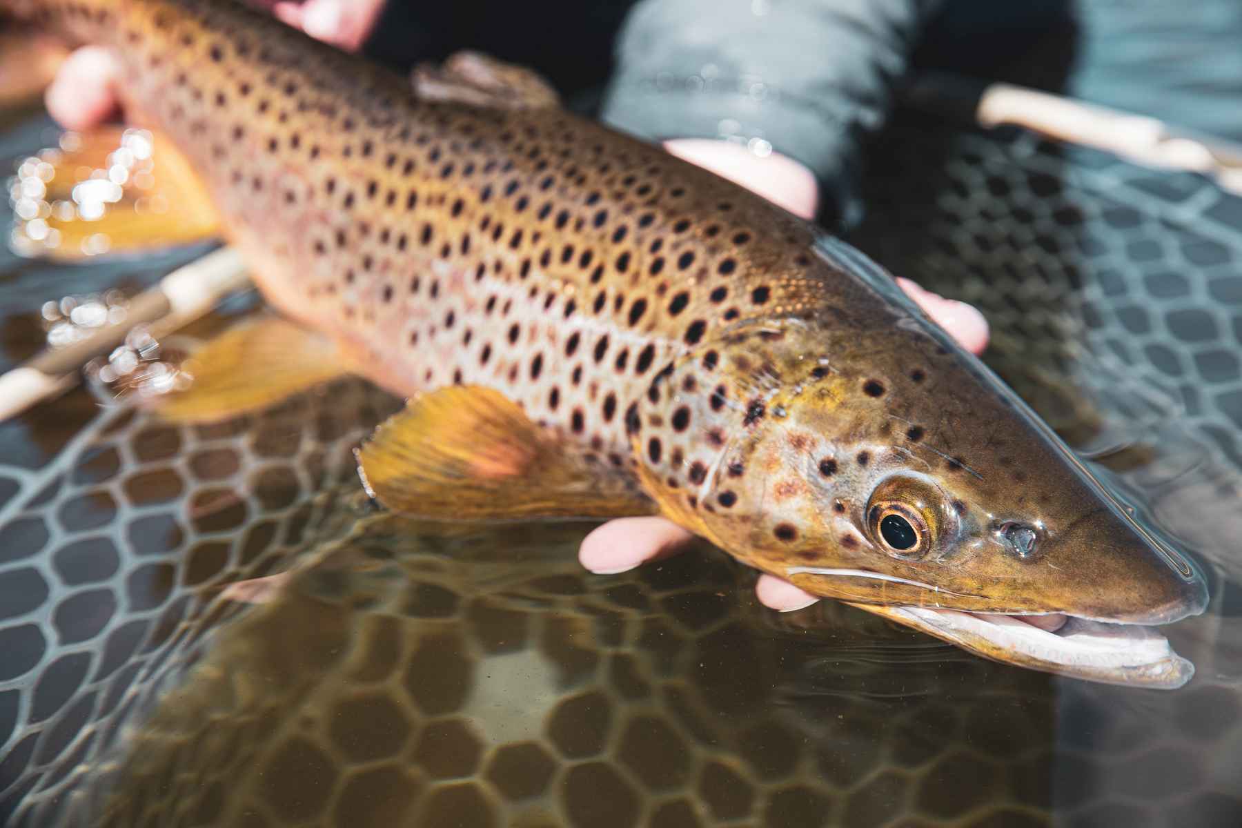 Meth-addicted trout will chase a fix