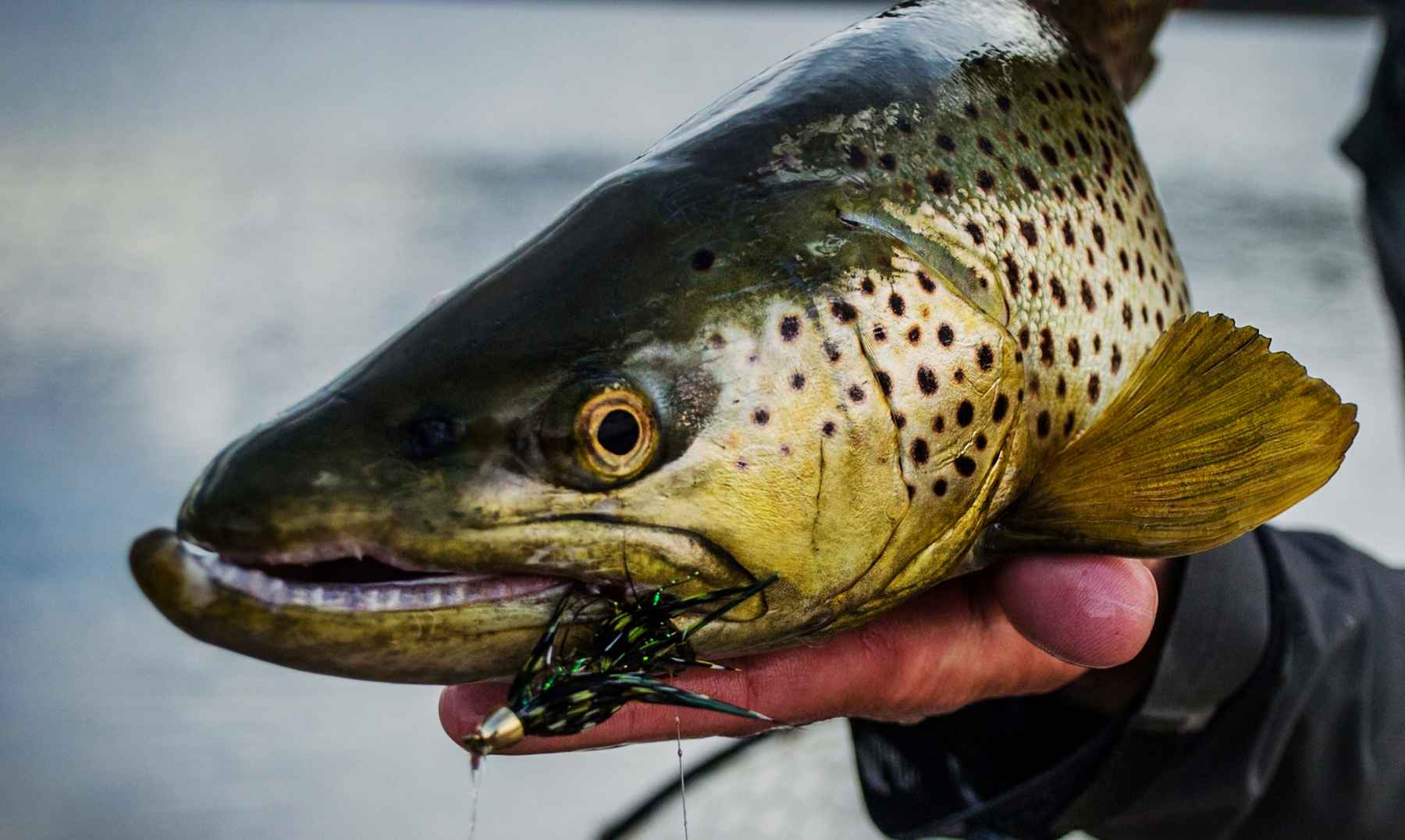 5 Tips for Better Streamer Fishing  Hatch Magazine - Fly Fishing, etc.