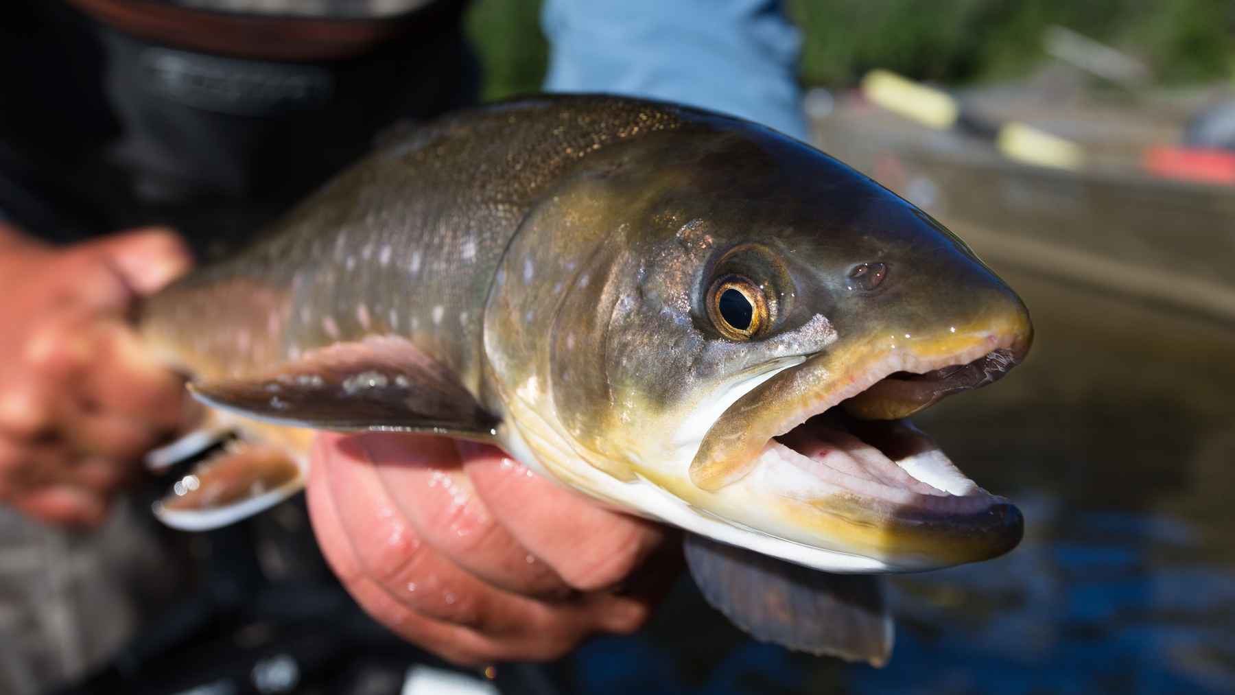 Hook Knots Archives - Coarse Fishing Knots