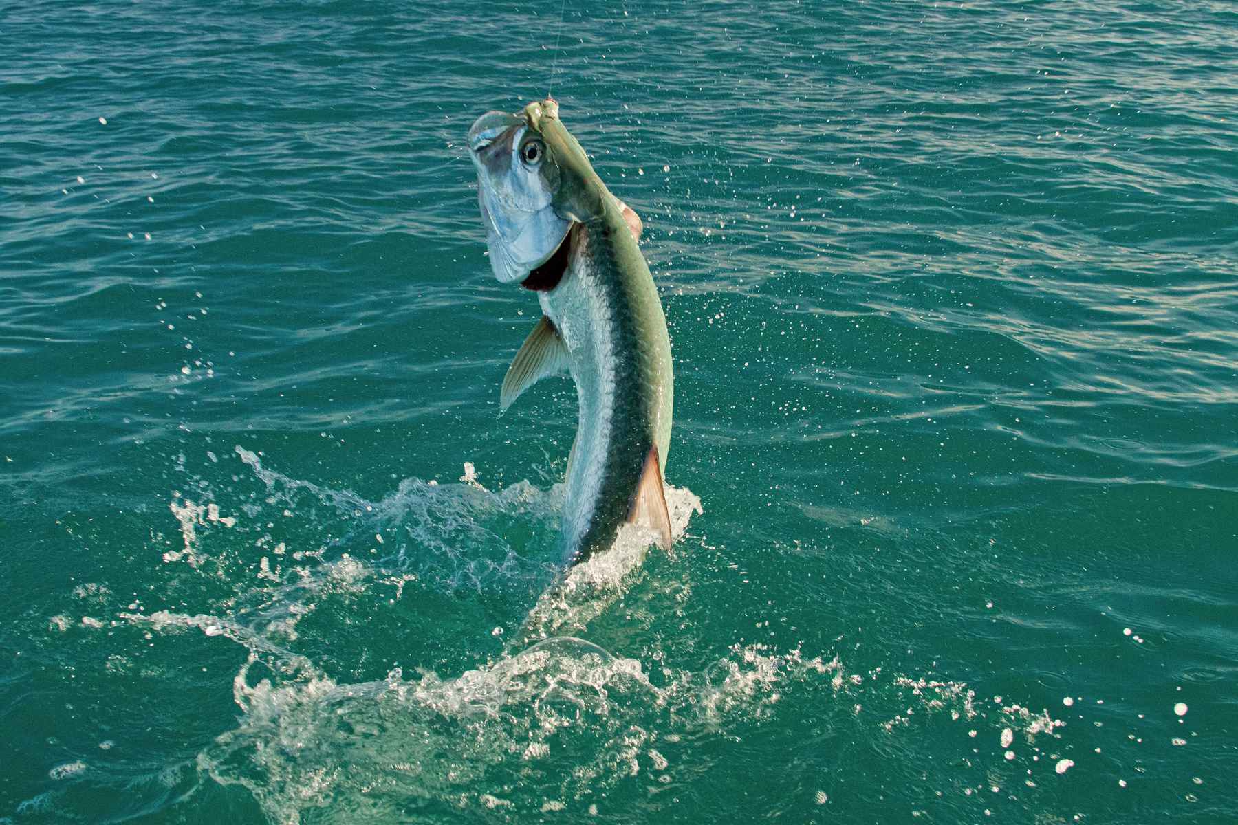 Florida guides, anglers block made-for-TV tarpon tournament