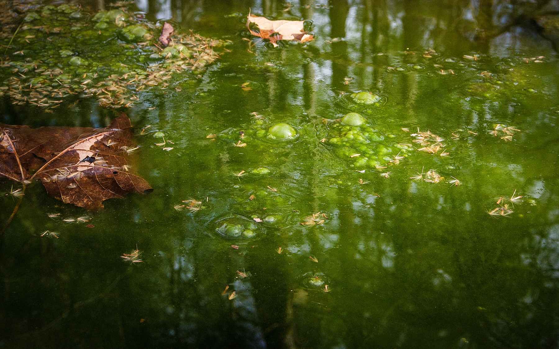 Trout Leaf  Sling Pack – Lakes Rivers Streams