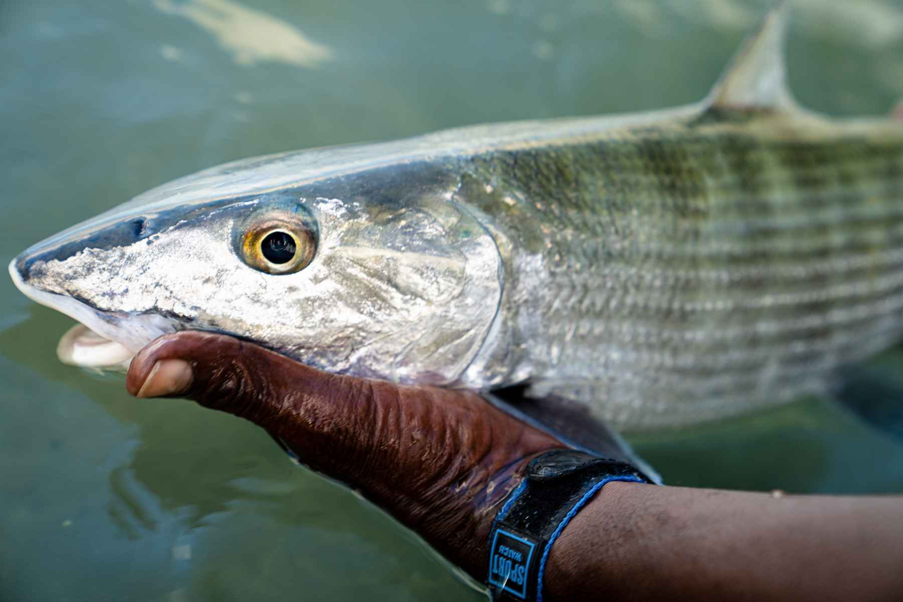 Gearing Up to Bonefish the Bahamas