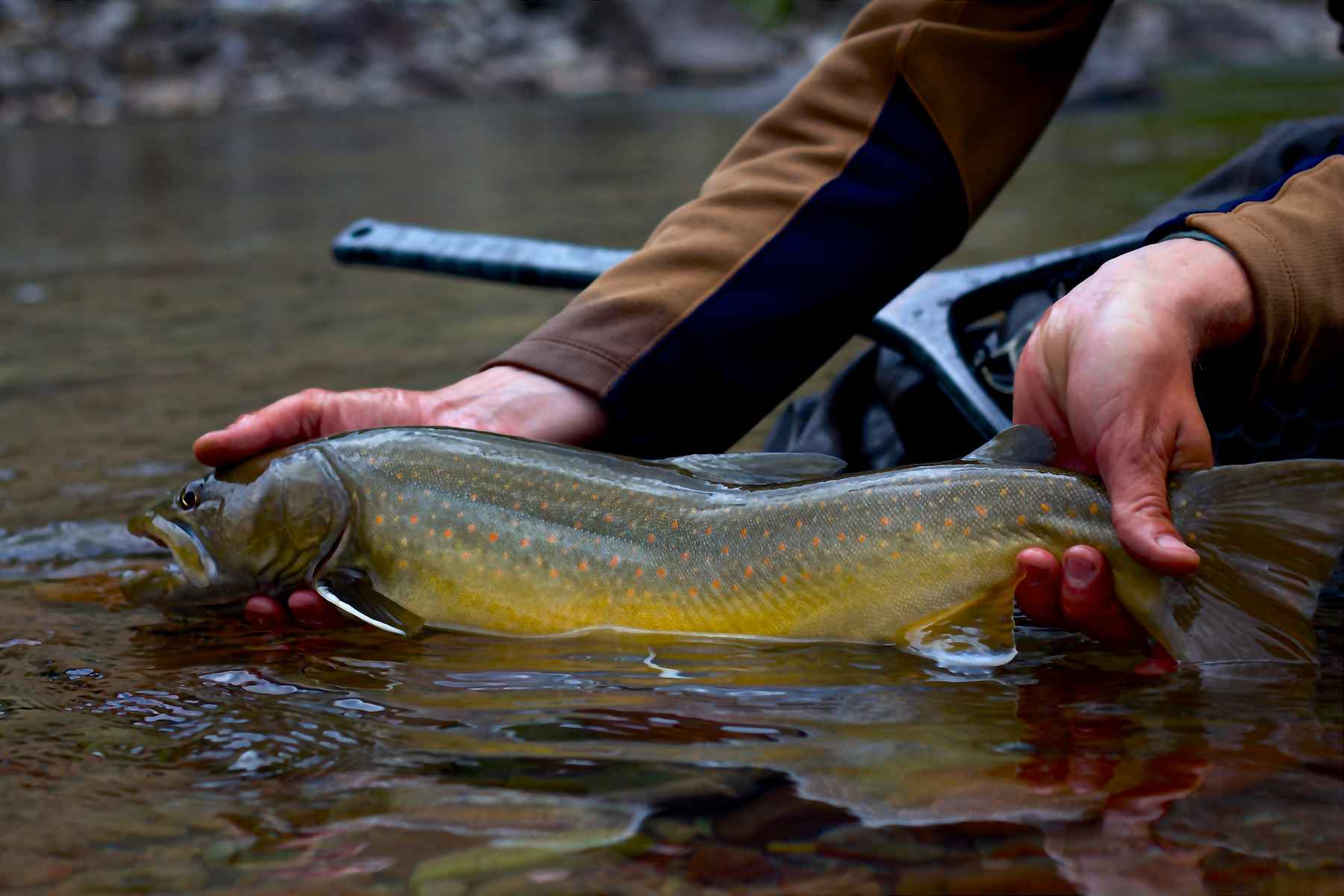The bane of the bull trout cult  Hatch Magazine - Fly Fishing, etc.