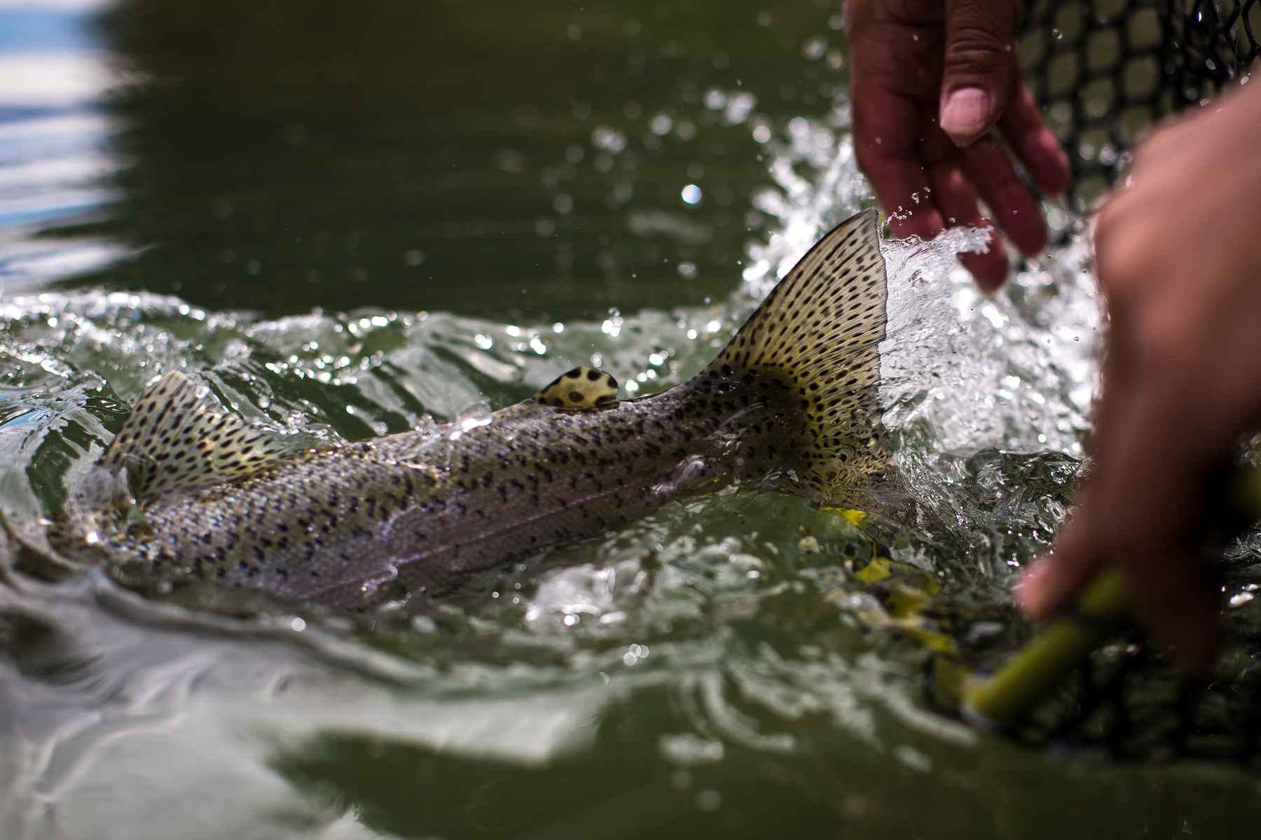 Learn how to fly-rig a streamer for bass fishing