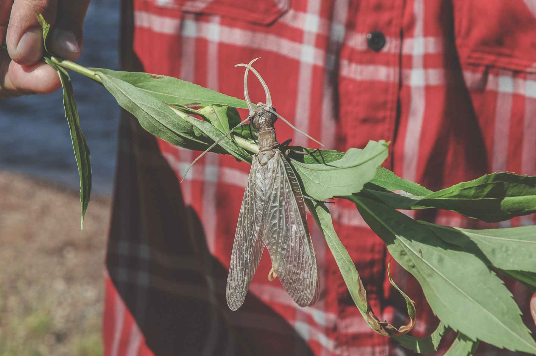 enormous dobsonfly