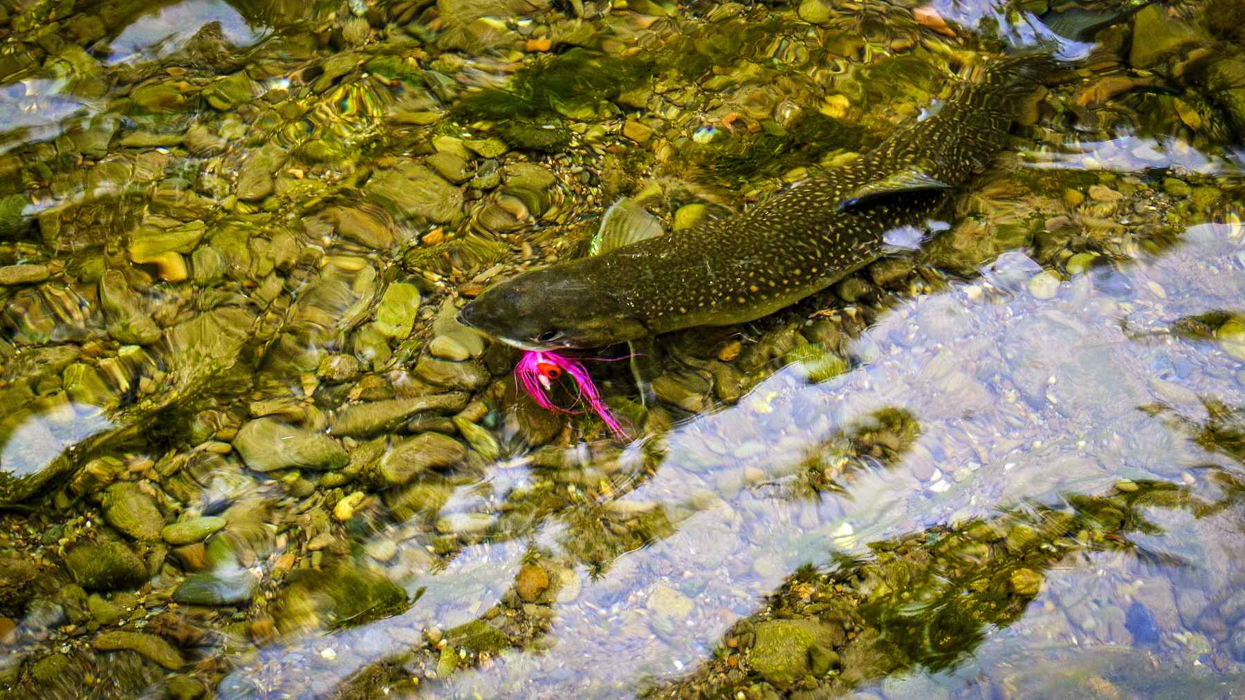 Sight fishing with streamers  Hatch Magazine - Fly Fishing, etc.