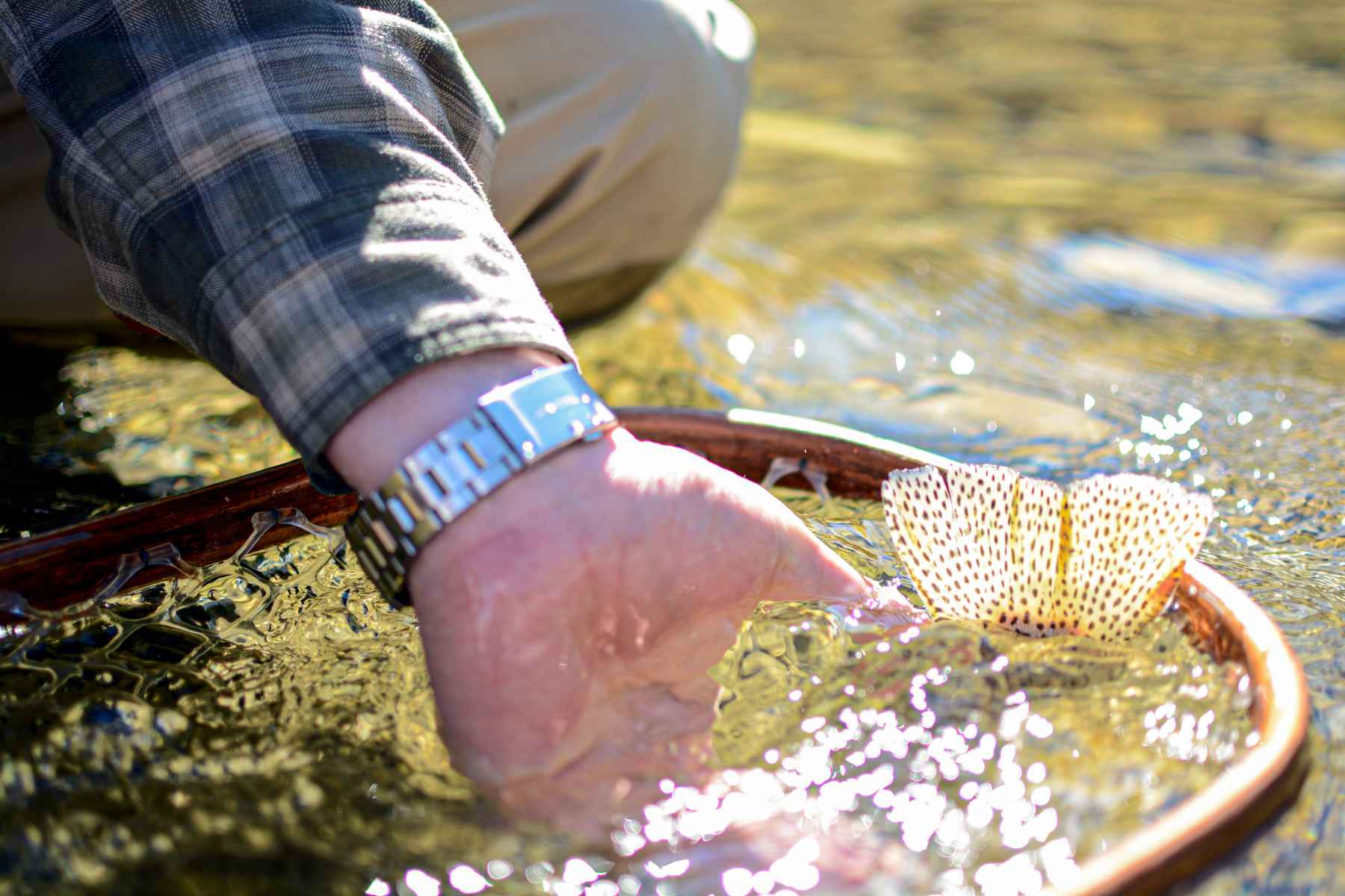 Cutthroat cannibals  Hatch Magazine - Fly Fishing, etc.