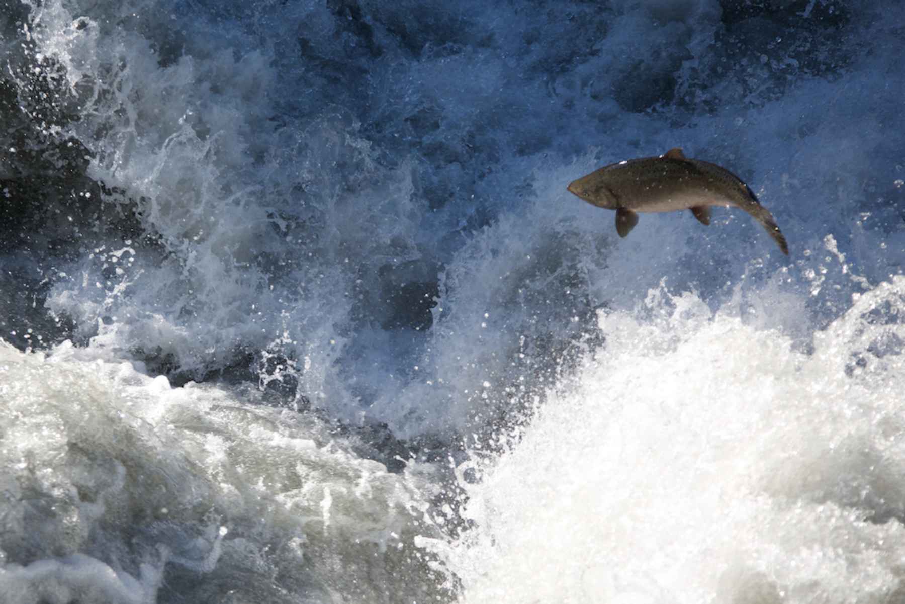 Elwha River Greets Largest Chinook Salmon Run in Over 20 Years Hatch Magazine Fly Fishing, etc.