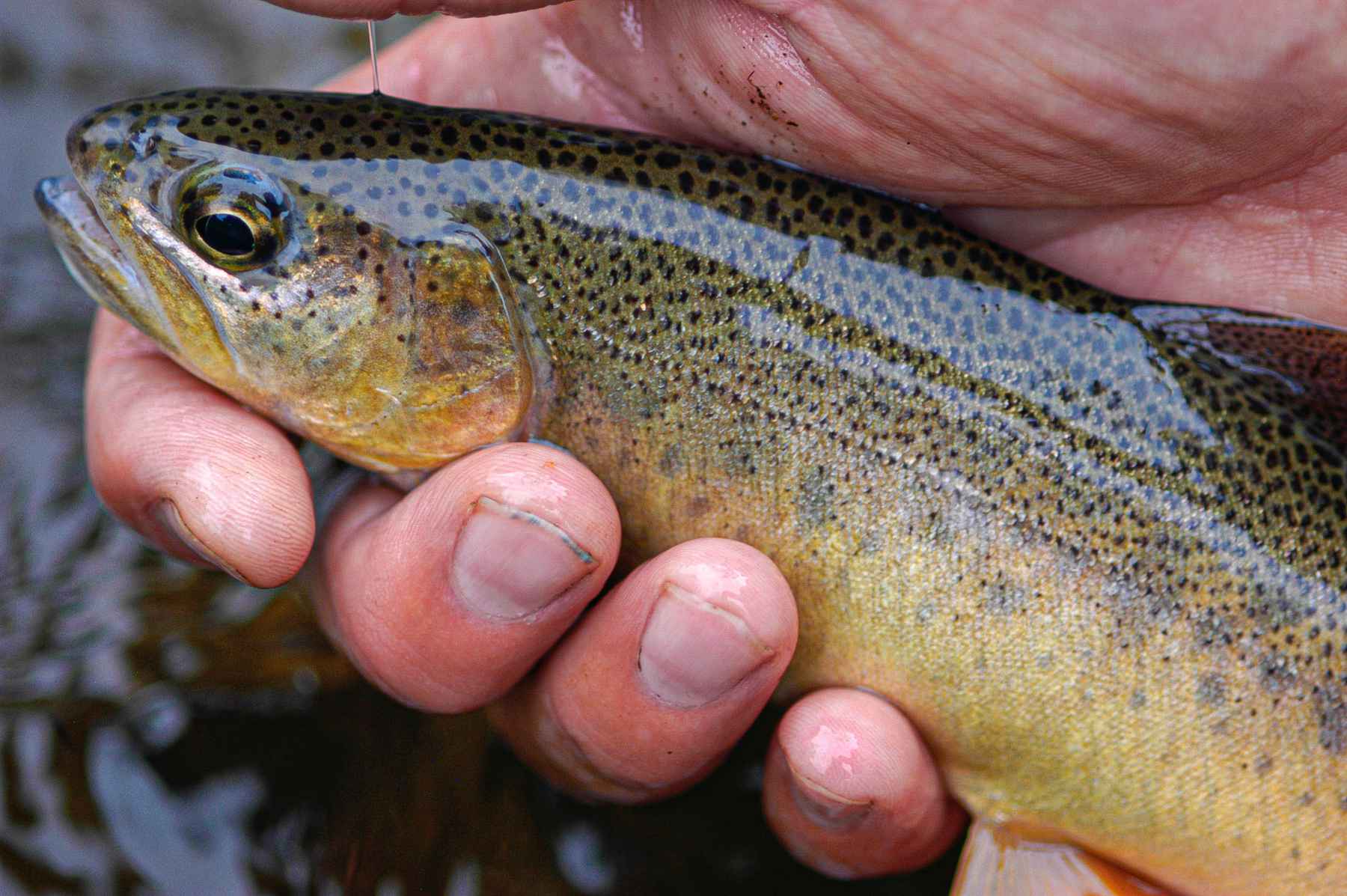 The plight of the Gila trout  Hatch Magazine - Fly Fishing, etc.