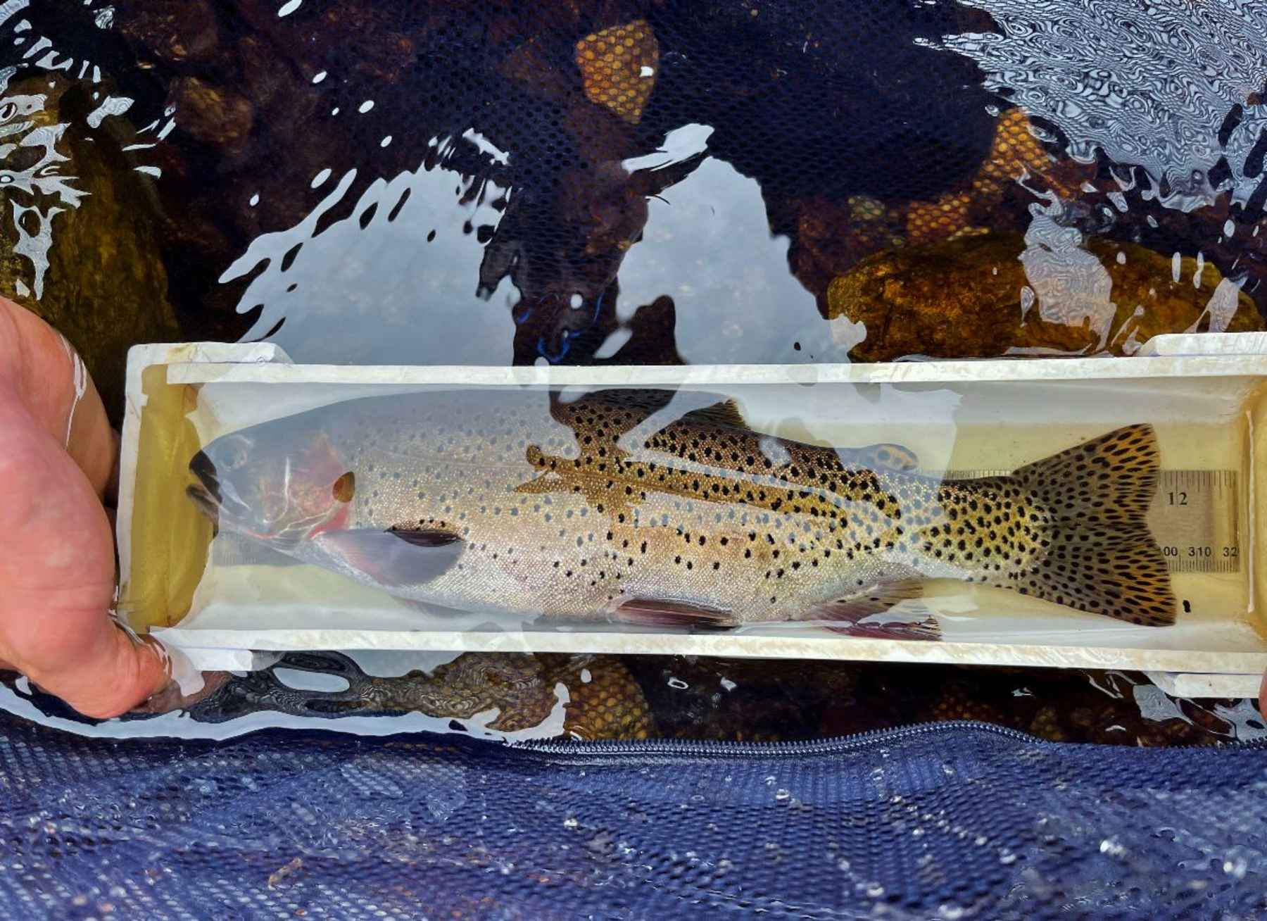 patagonia greenback cutthroat world trout