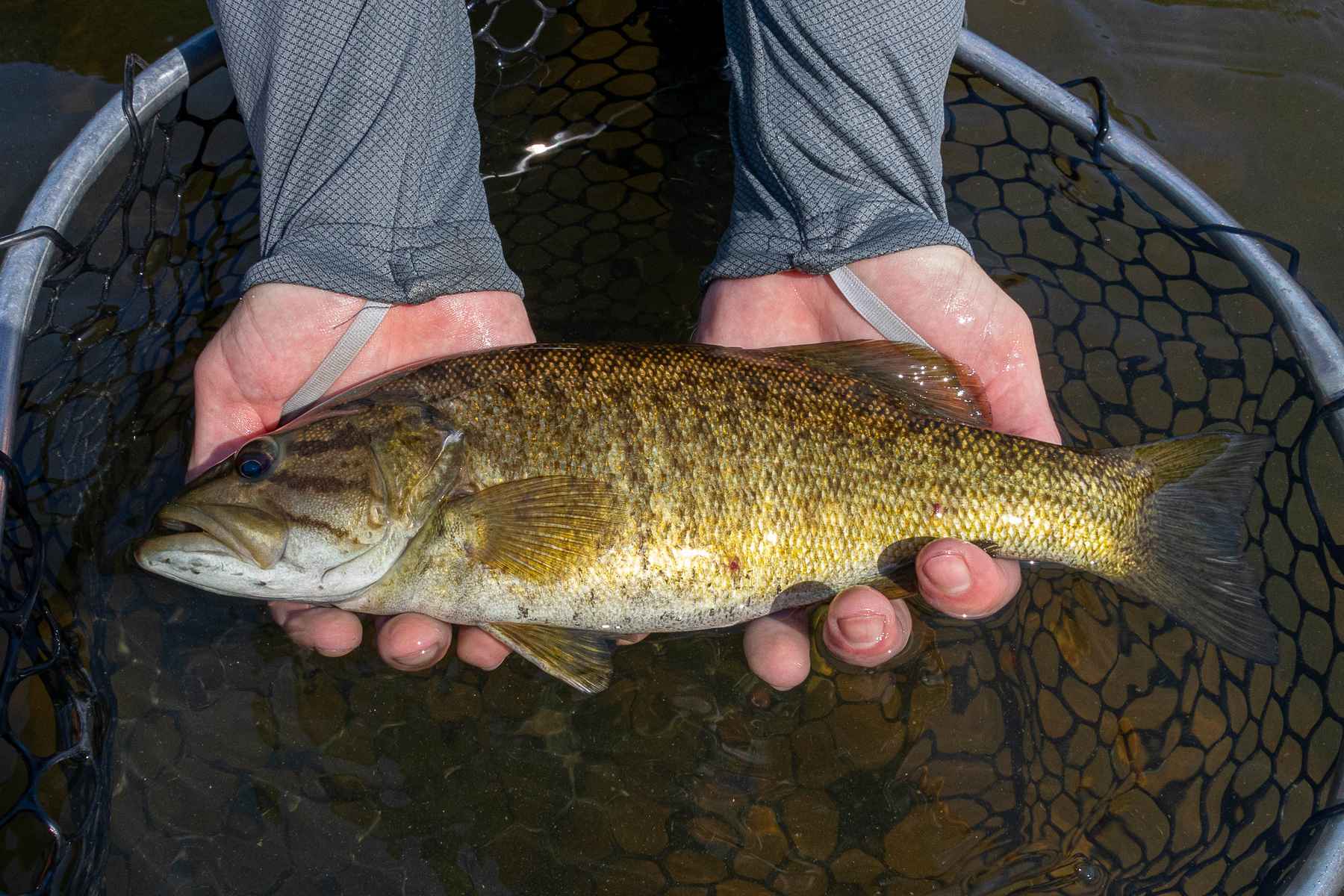 Southern smallies: The genetically unique smallmouth bass of Oklahoma