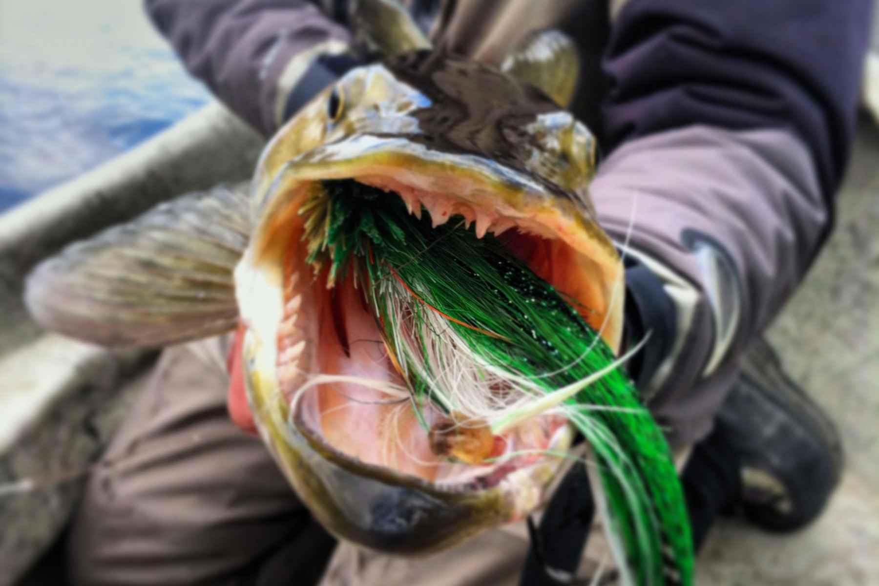 Echo Musky with The Northern Angler 