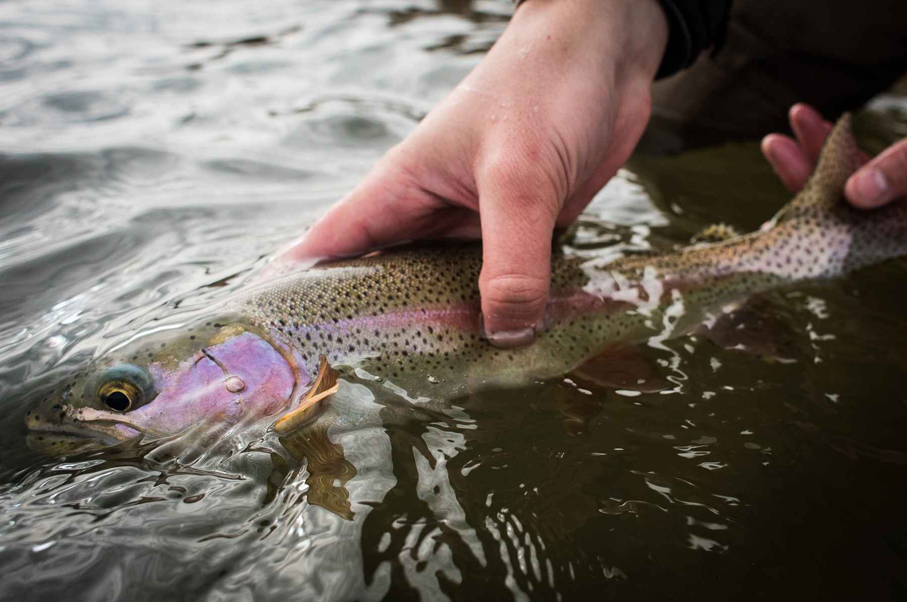 Busting Wintertime Trout Myths