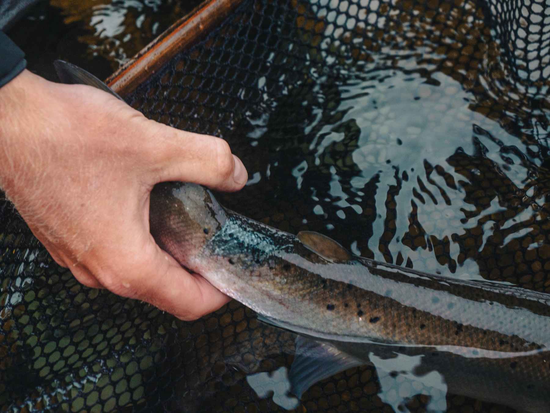 Scientists 'refrigerated' a Nova Scotia salmon stream