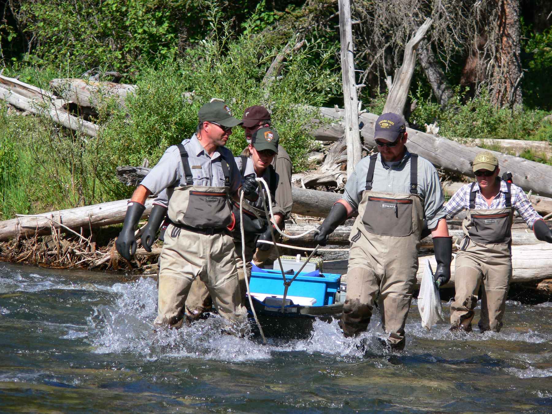 Invasive brook trout return to Soda Butte Creek