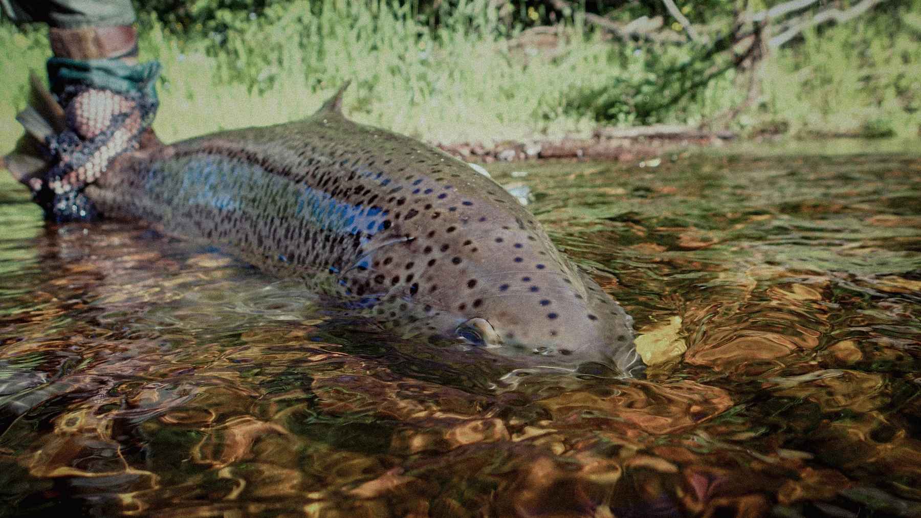 Crazy Trout Fishing Shirt