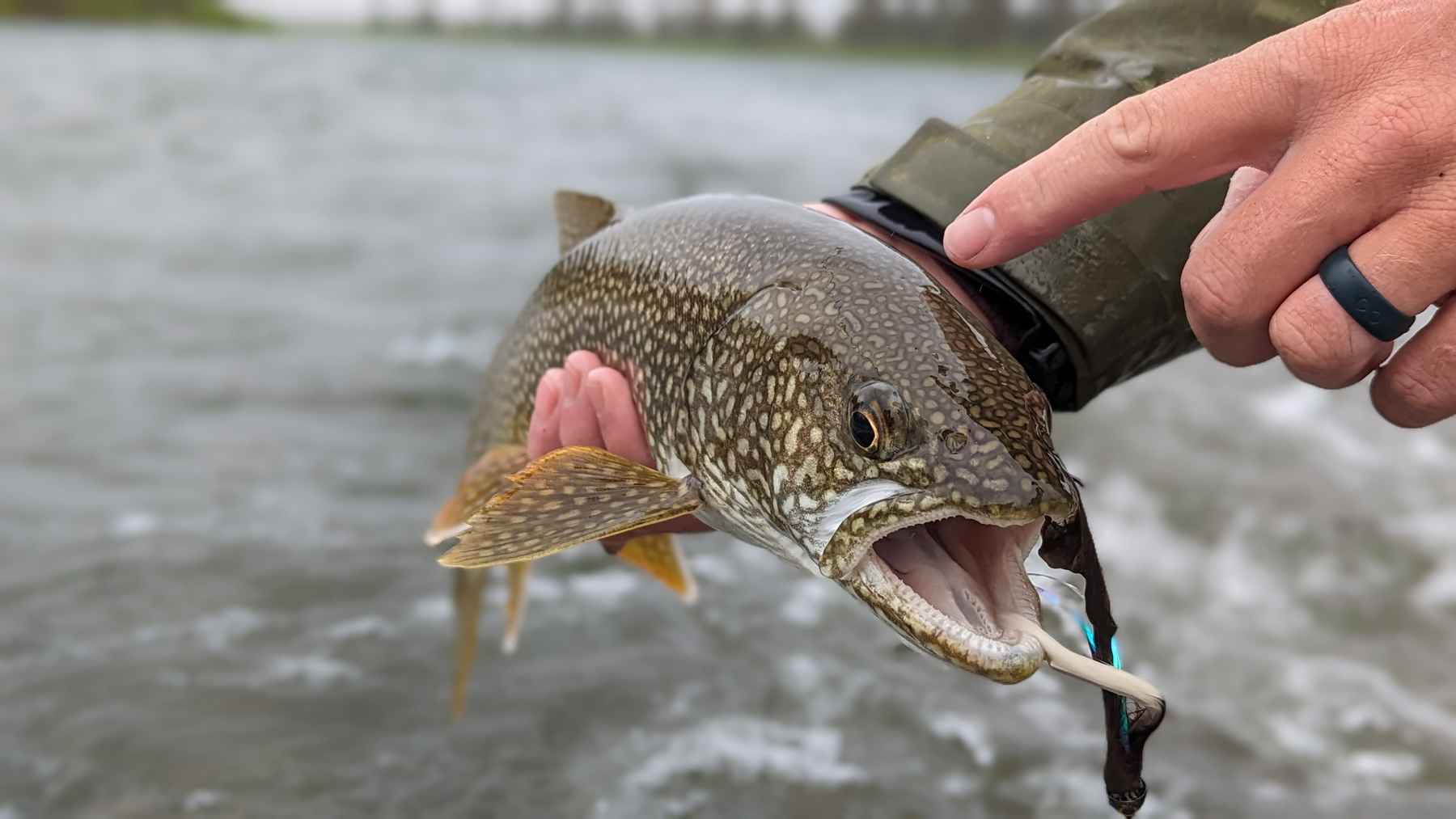 Lake trout: An underappreciated target for fly anglers