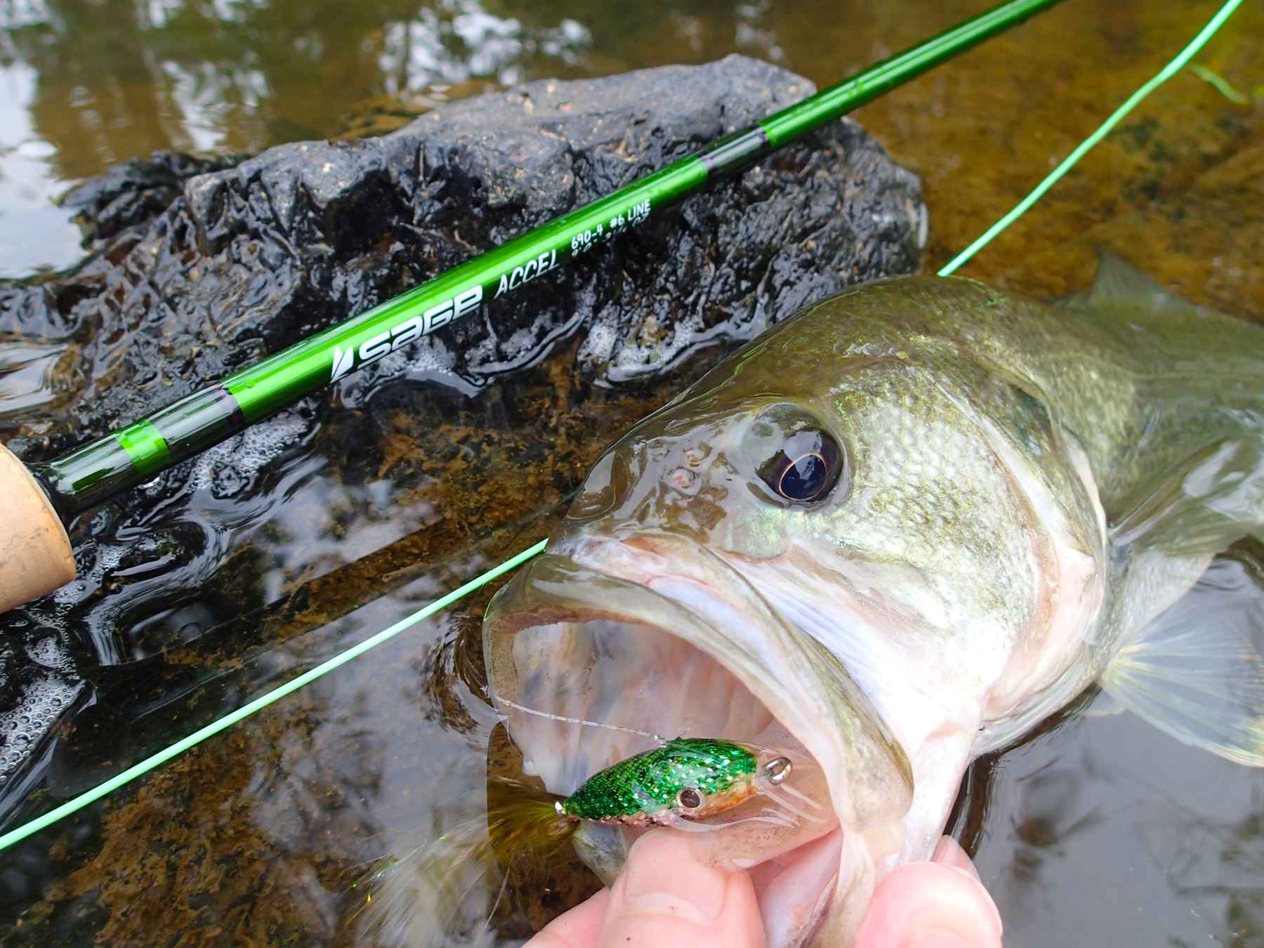 Review: Sage ACCEL Fly Rod  Hatch Magazine - Fly Fishing, etc.