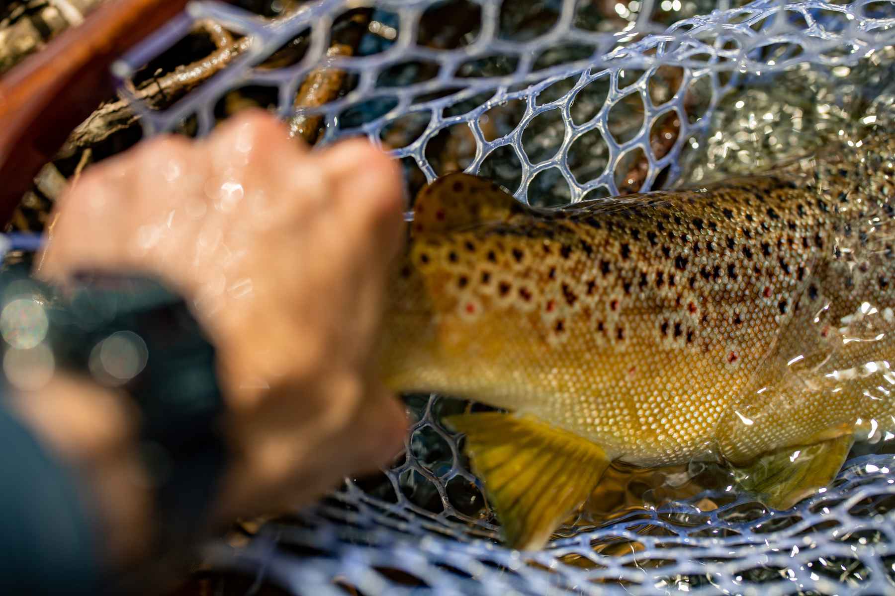 Southern tailwater trout: Tips on heading south for big, plentiful,  wintertime trout