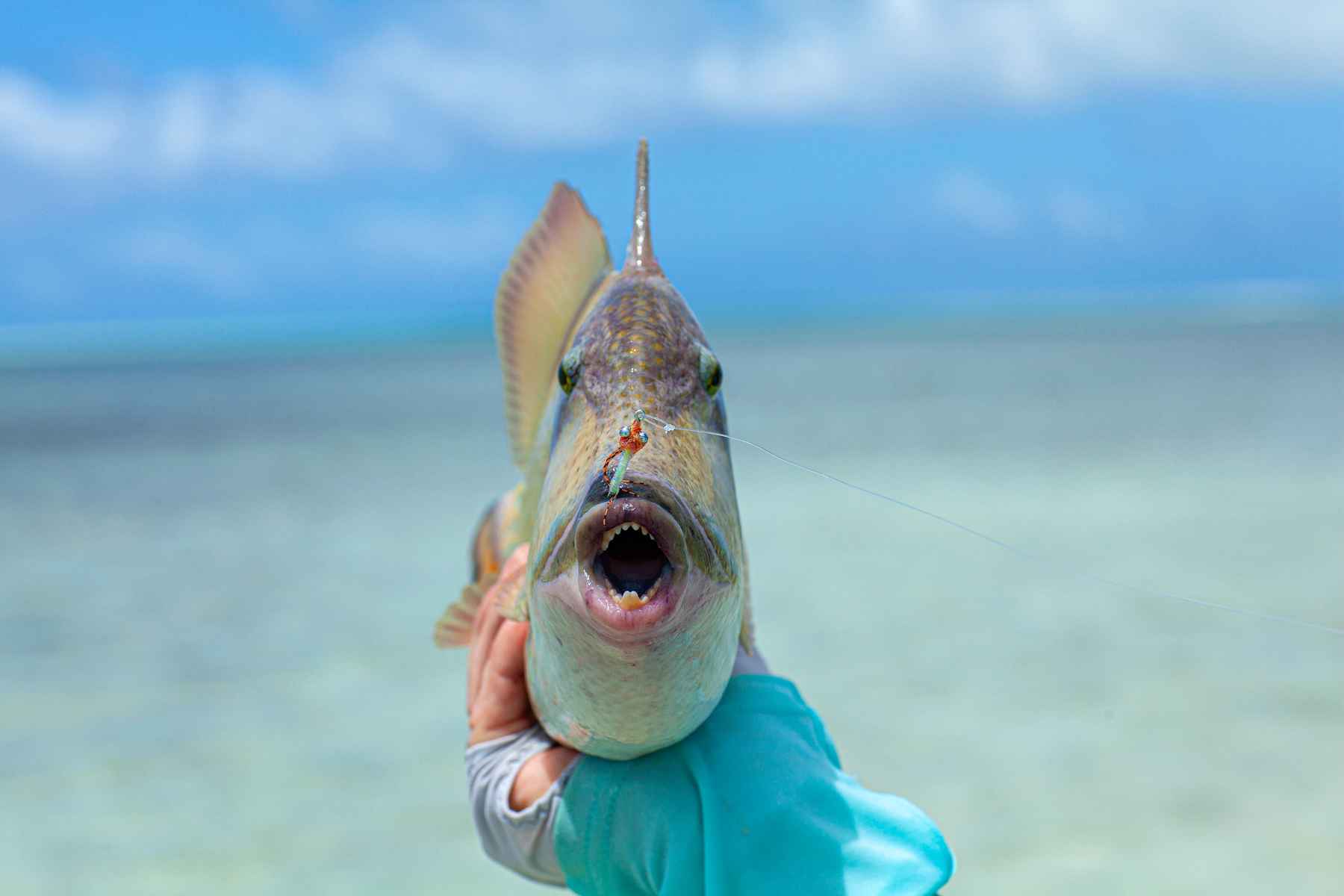 Don't ignore the triggerfish  Hatch Magazine - Fly Fishing, etc.