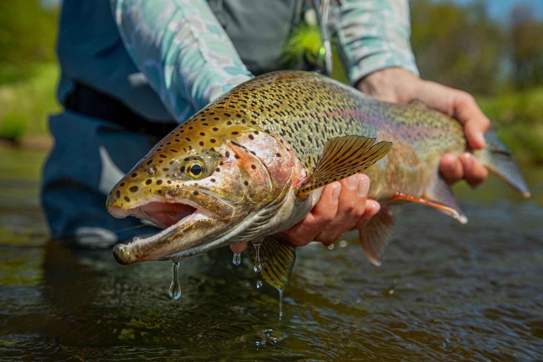 Chasing Trophy Brook Trout - Montana 